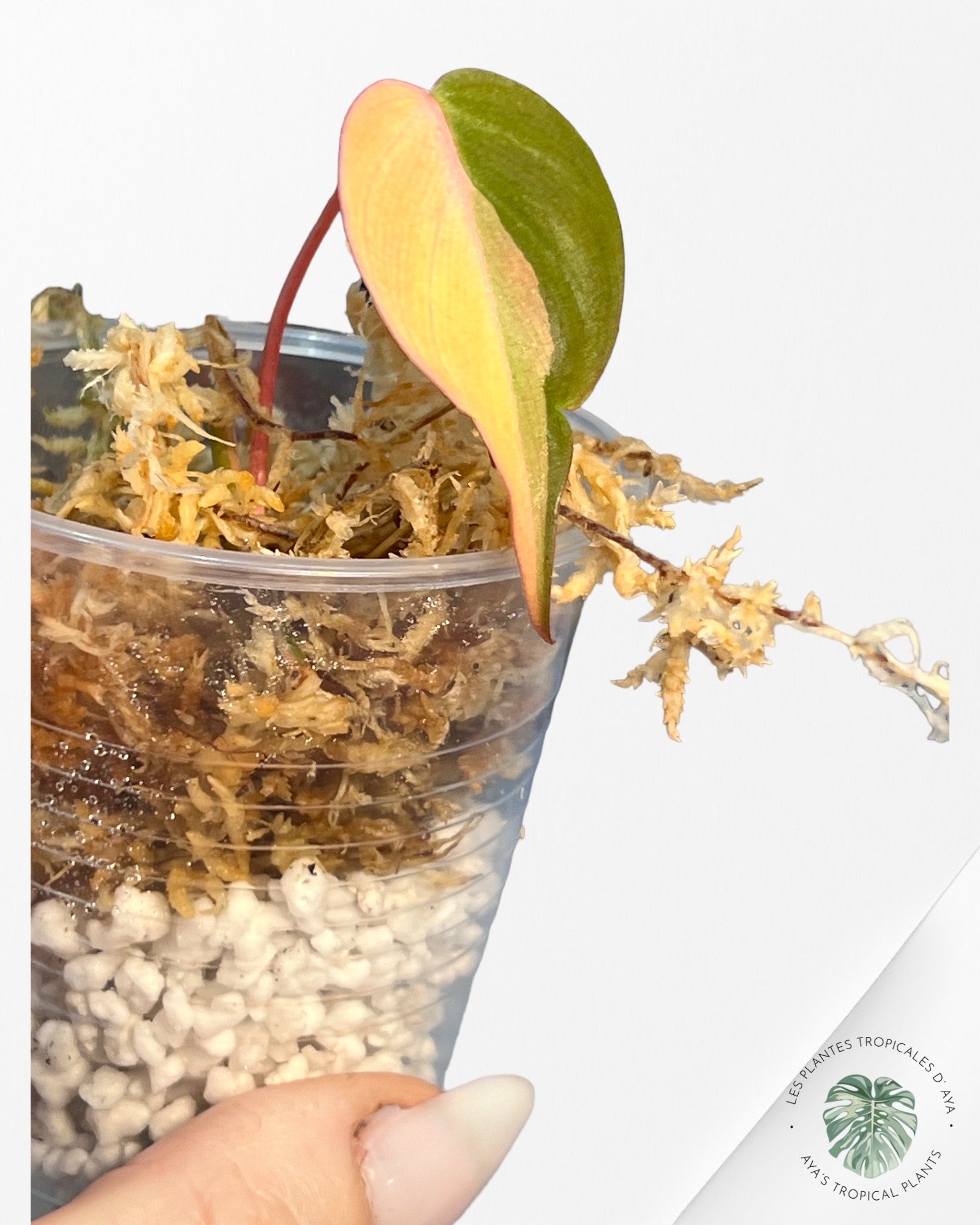 Philodendron Micans Variés V228