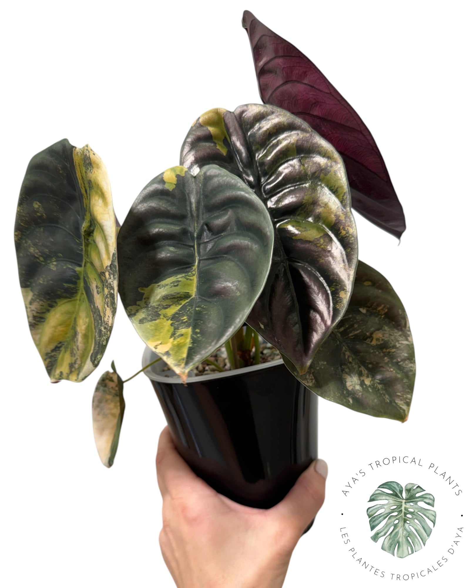 Alocasia Cuprea Golden Latte