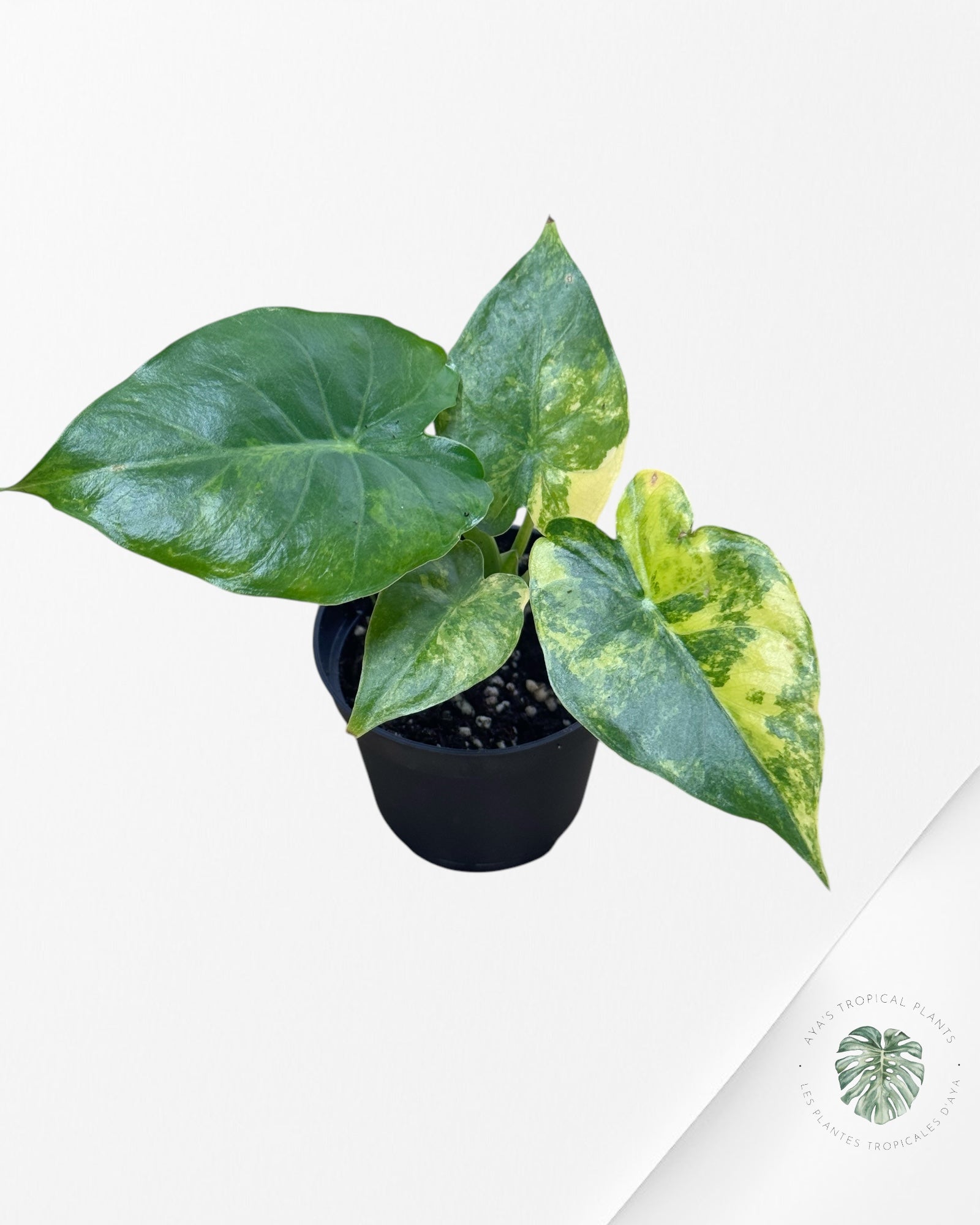 Alocasia Gigantea Aurea -S4