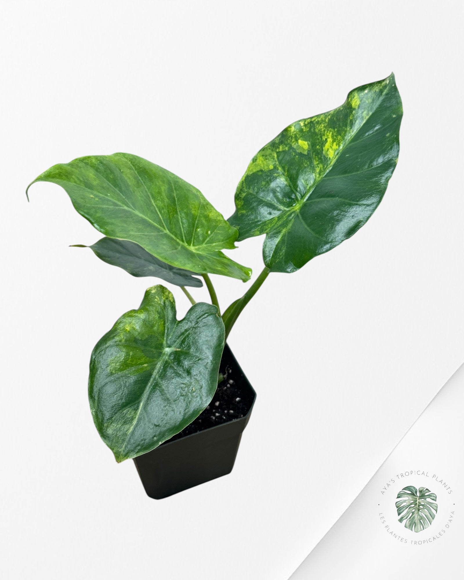Alocasia Gigantea Aurea -S3