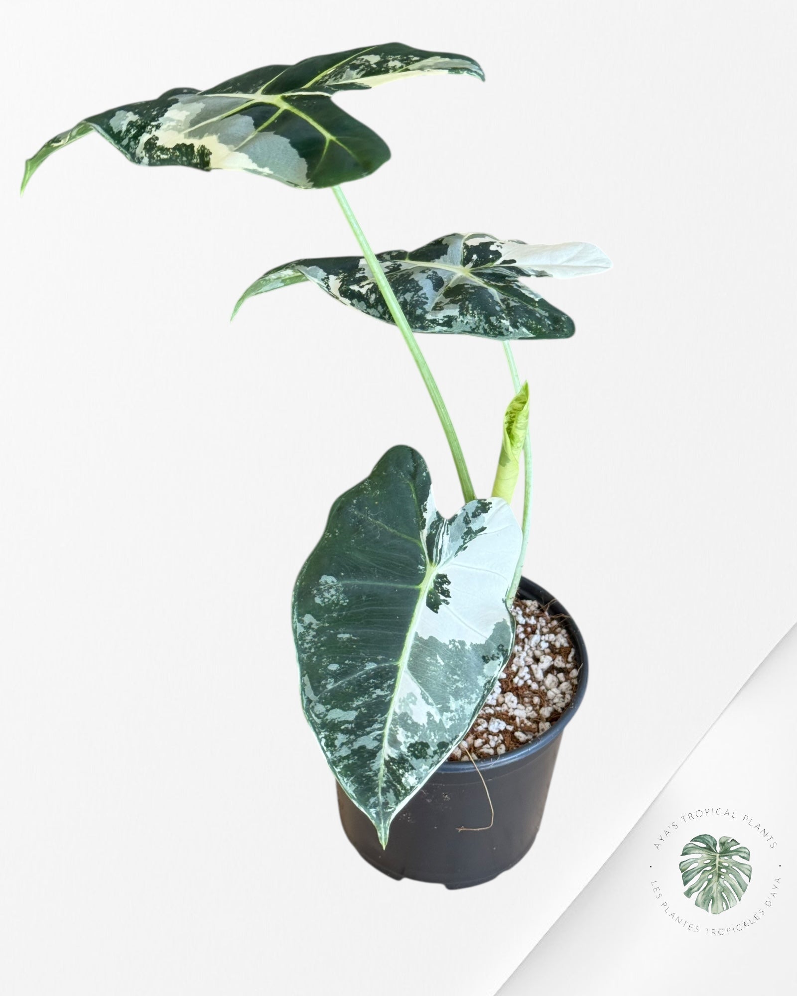 Alocasia Frydek Variegated - V14