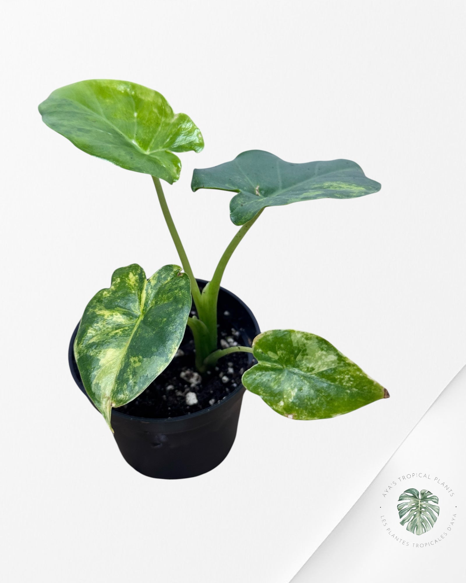 Alocasia Gigantea Aurea -S1