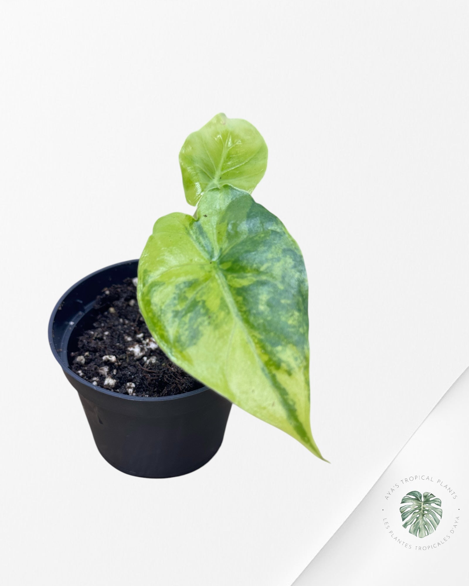 Alocasia Gigantea Aurea -S