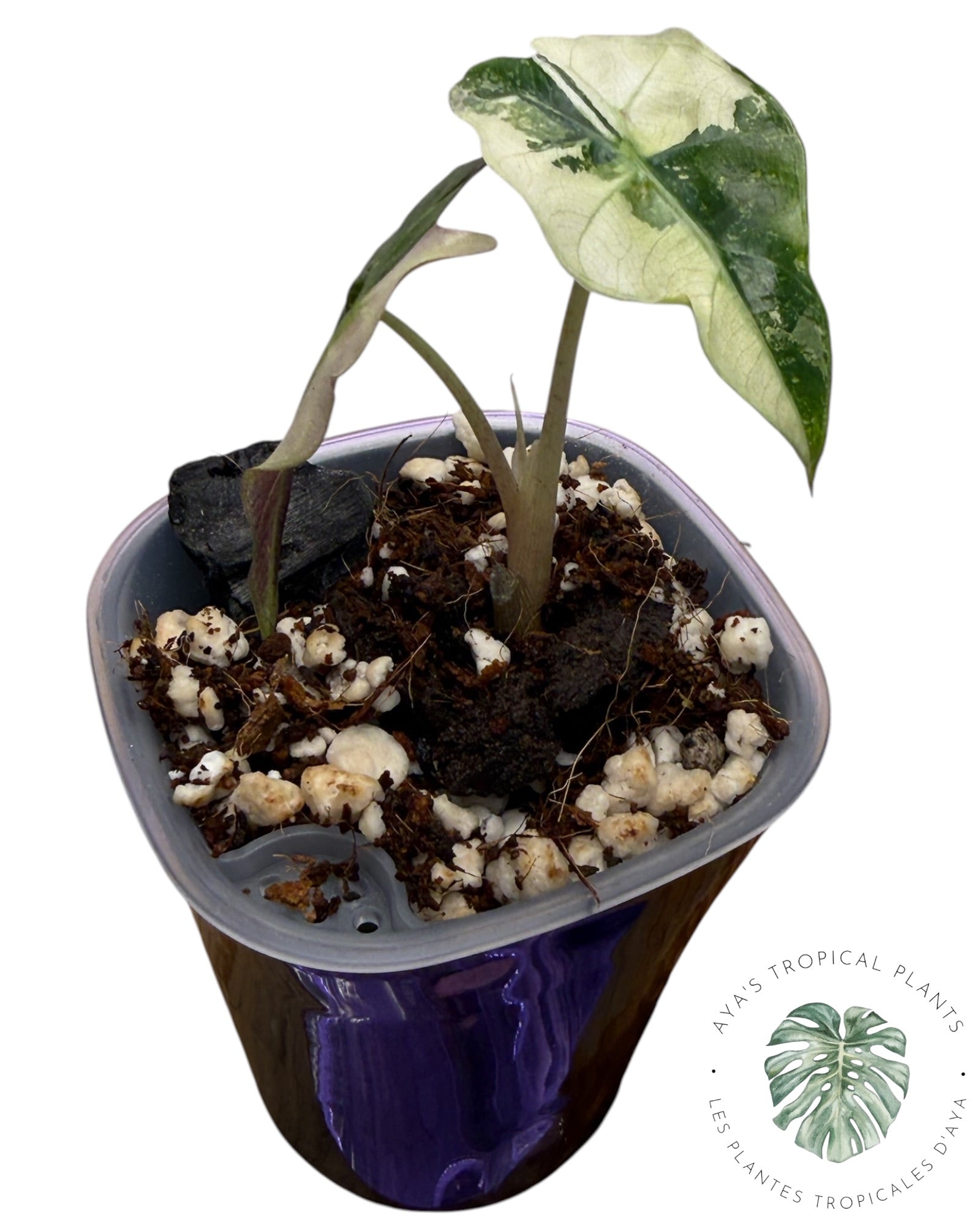 Alocasia Polly Pink Snowflake (Grade A)