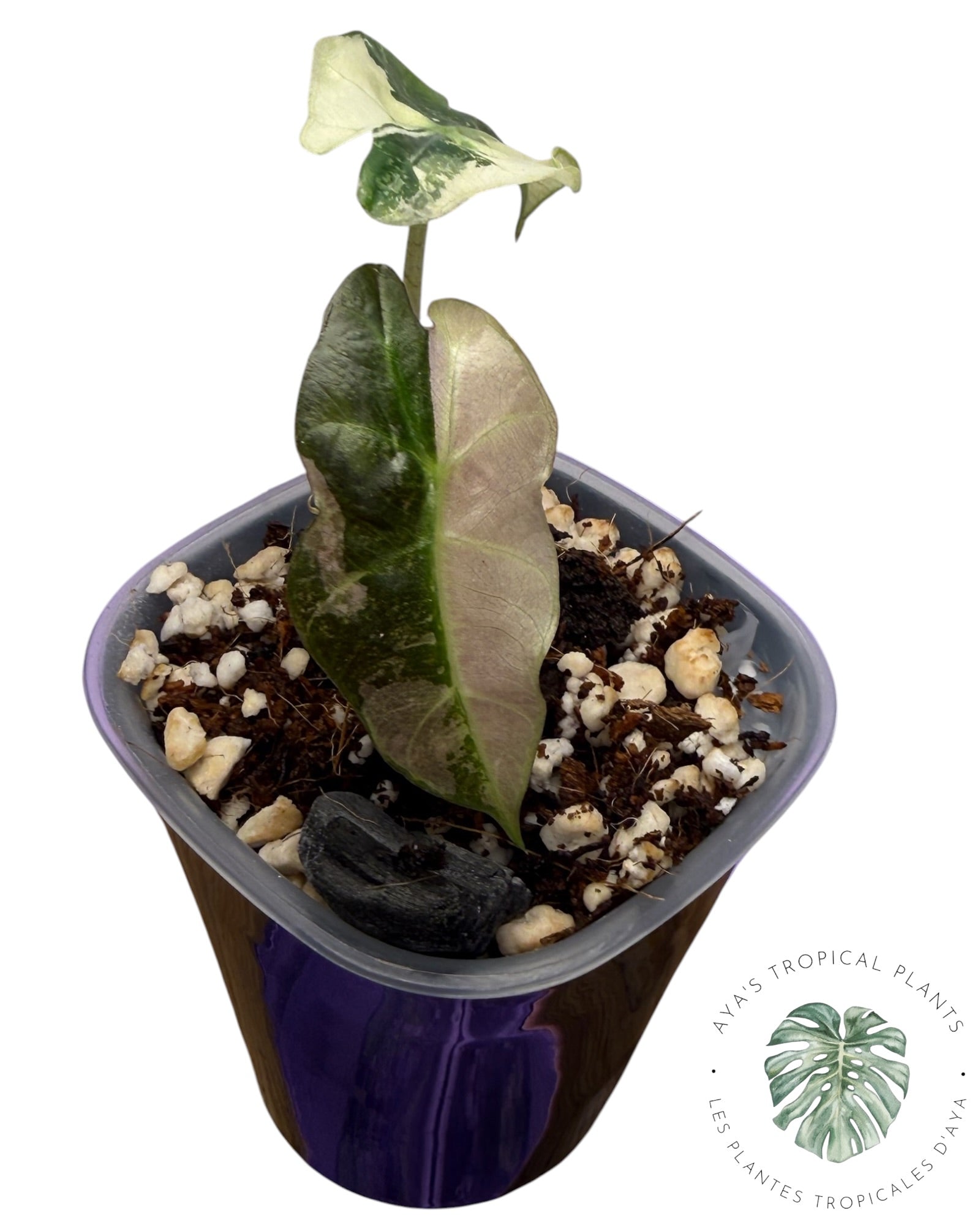 Alocasia Polly Pink Snowflake (Grade A)