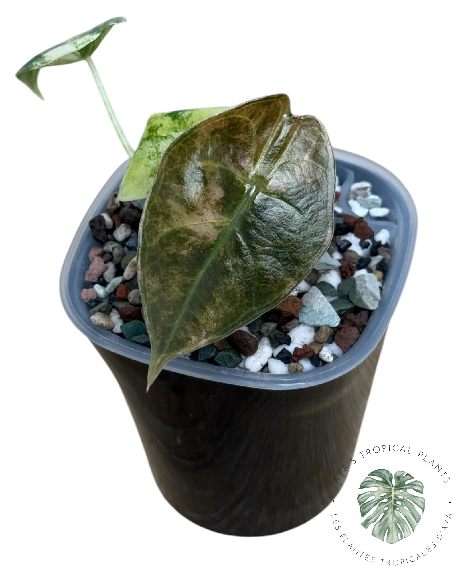 Alocasia Sedenii Aurea Variegated