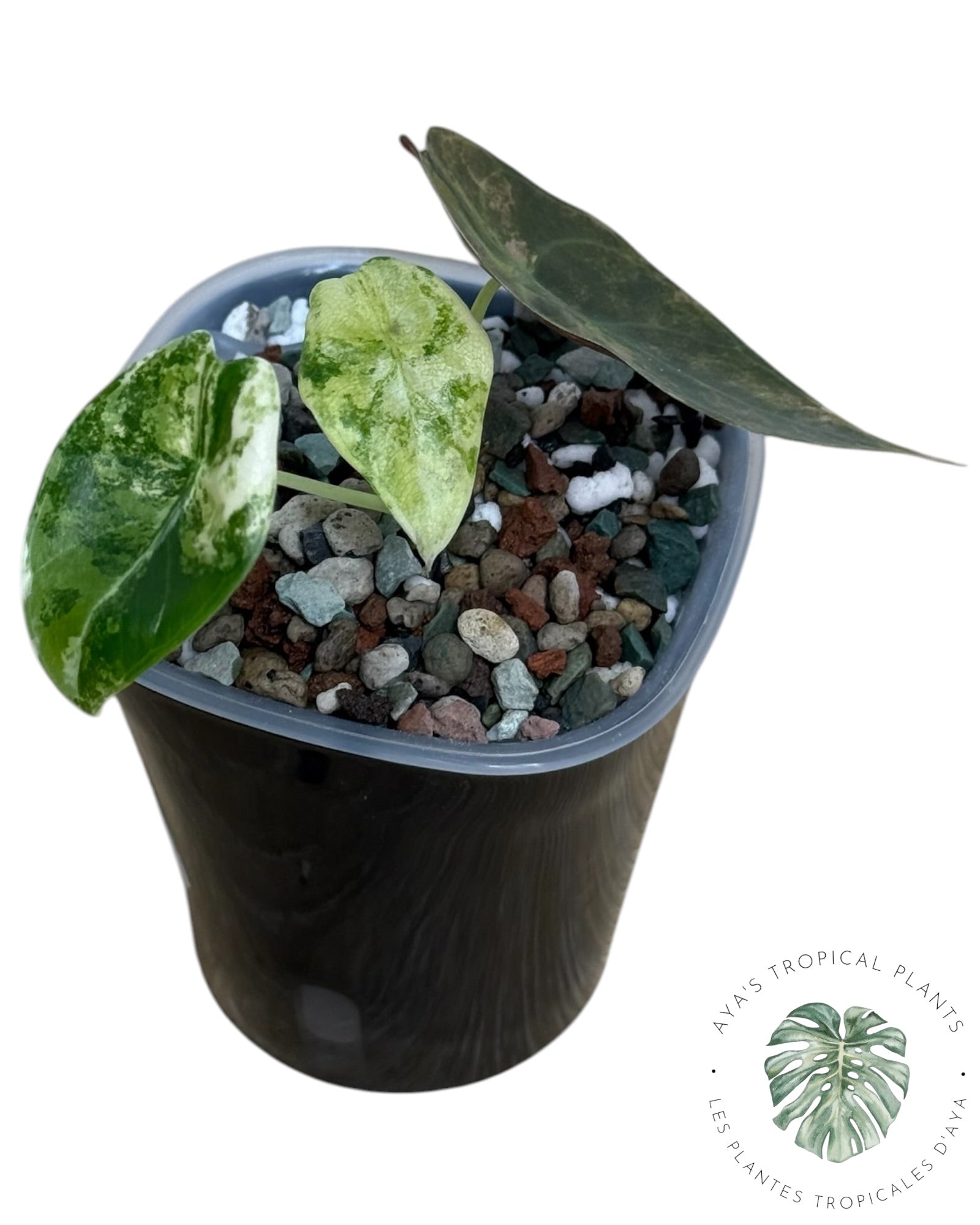 Alocasia Sedenii Aurea Variegated