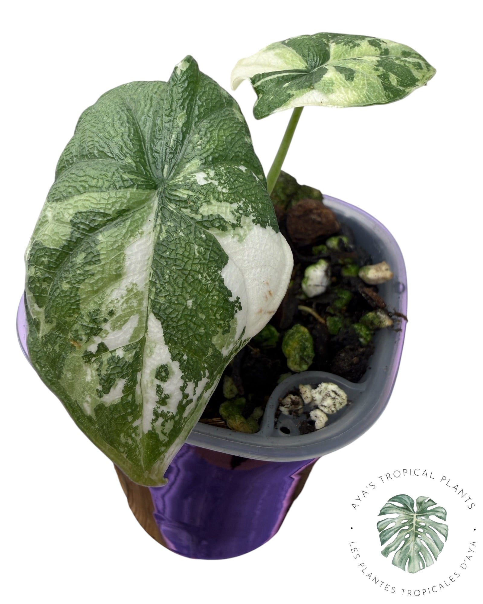 Alocasia Melo Albo Variegated