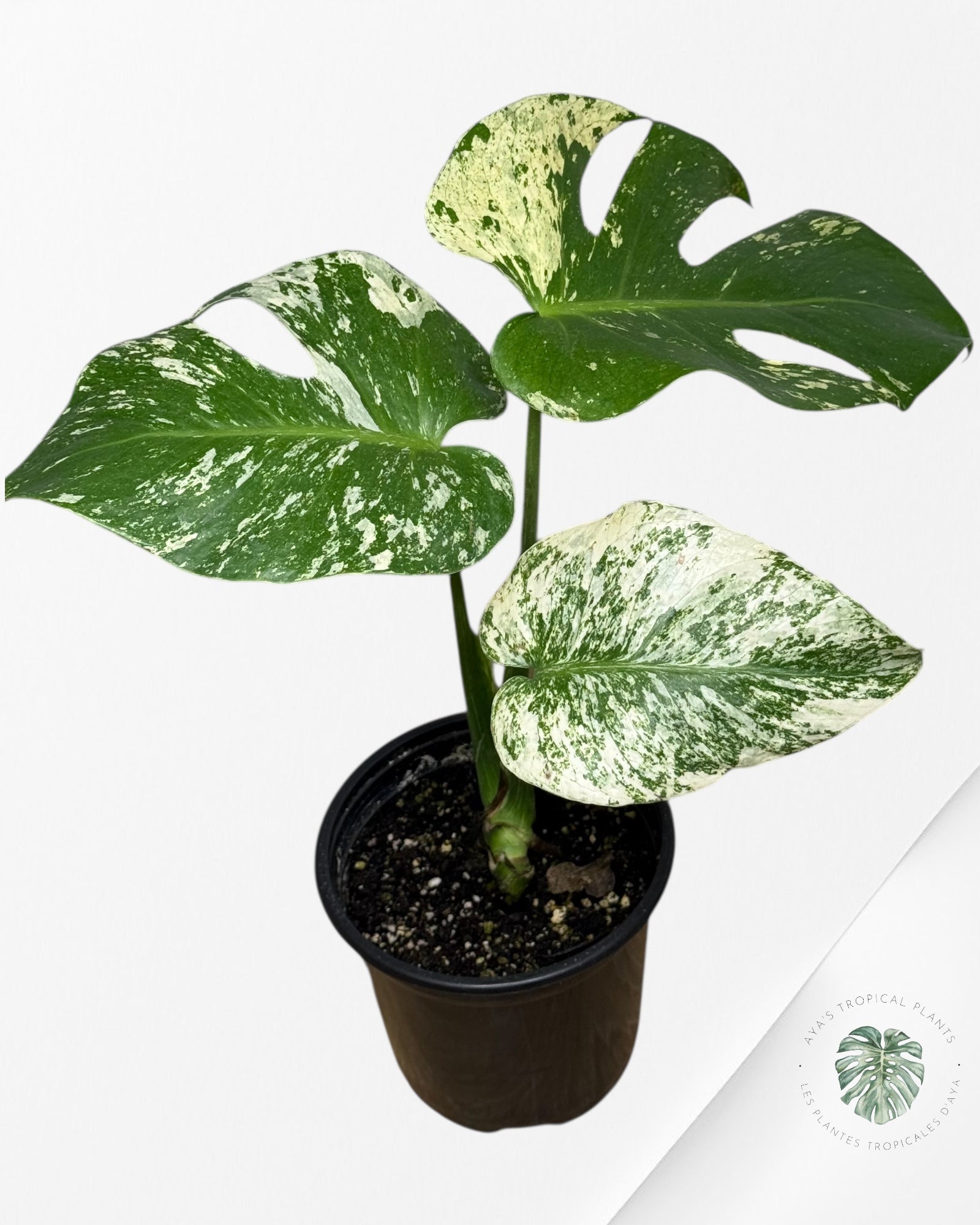 Menthe Monstera - SP10