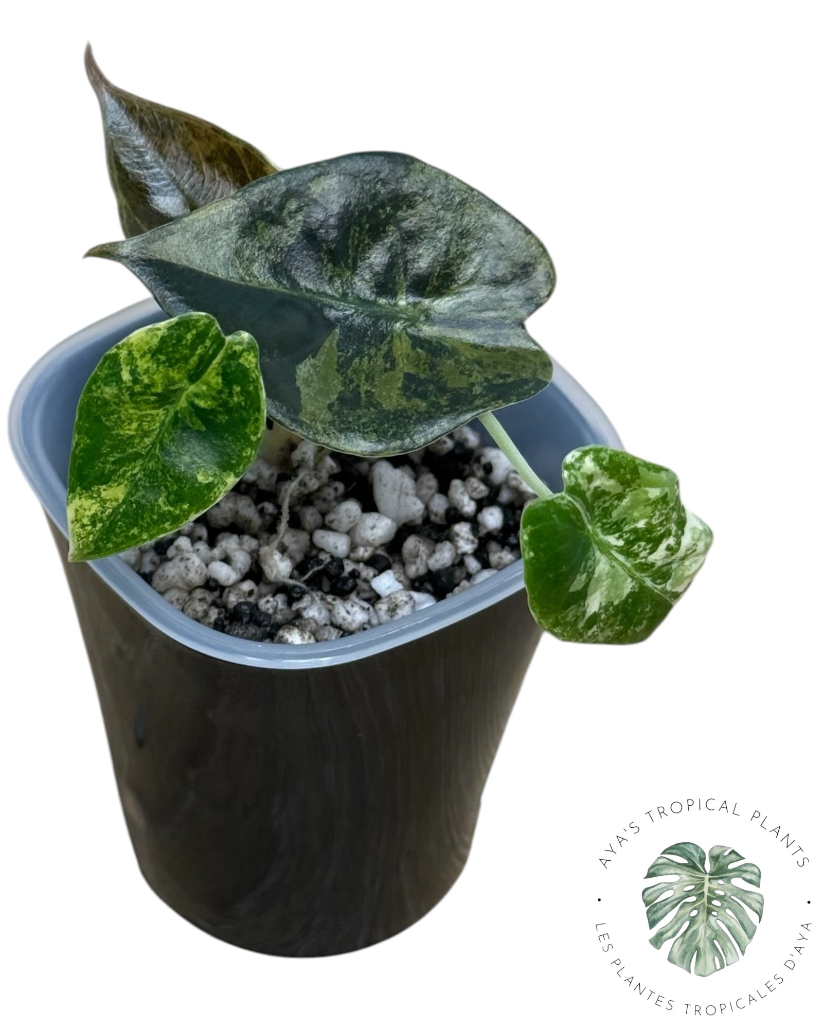 Alocasia Sedenii Aurea Variegated