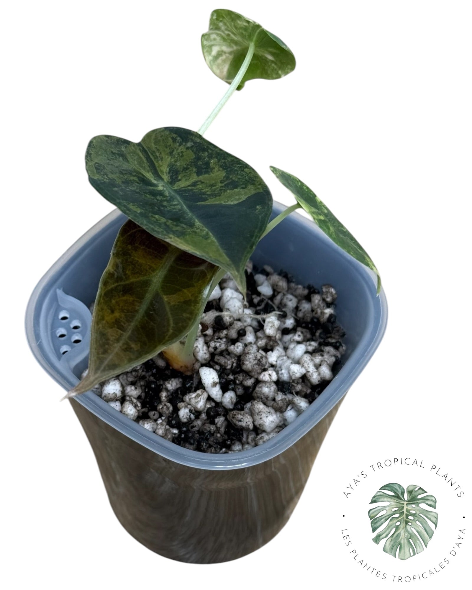 Alocasia Sedenii Aurea Variegated