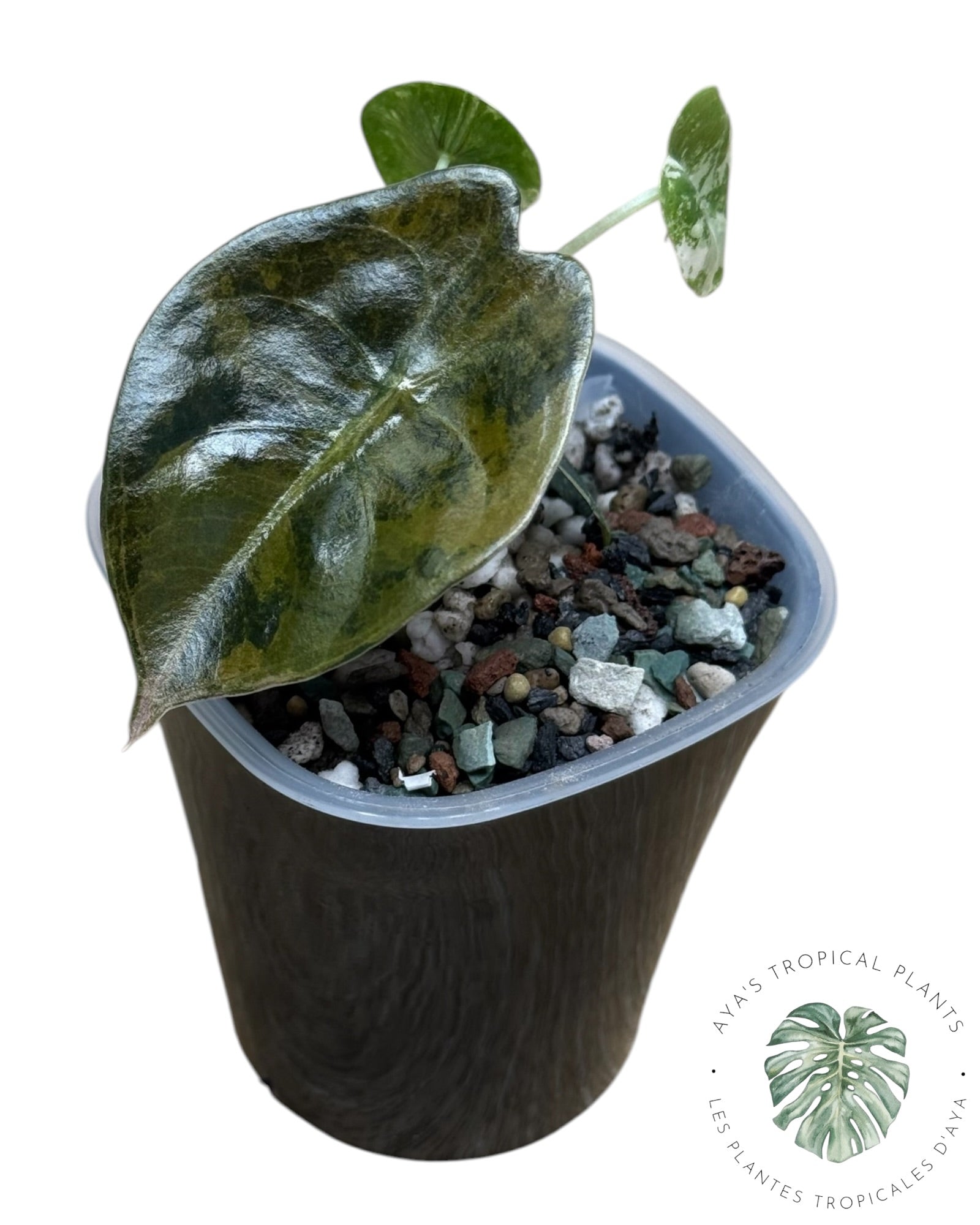 Alocasia Sedenii Aurea Variegated