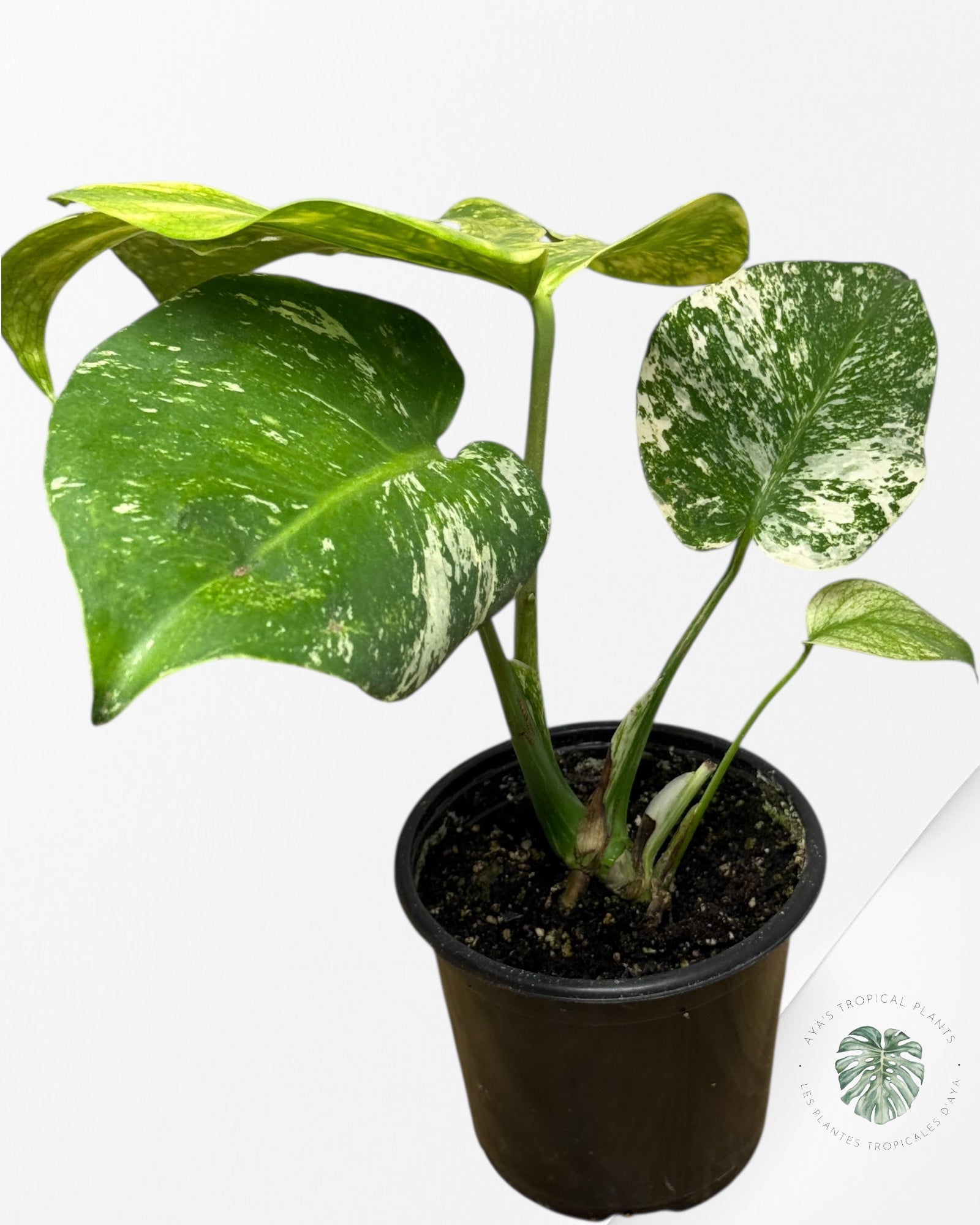 Monstera Menthe - SP12