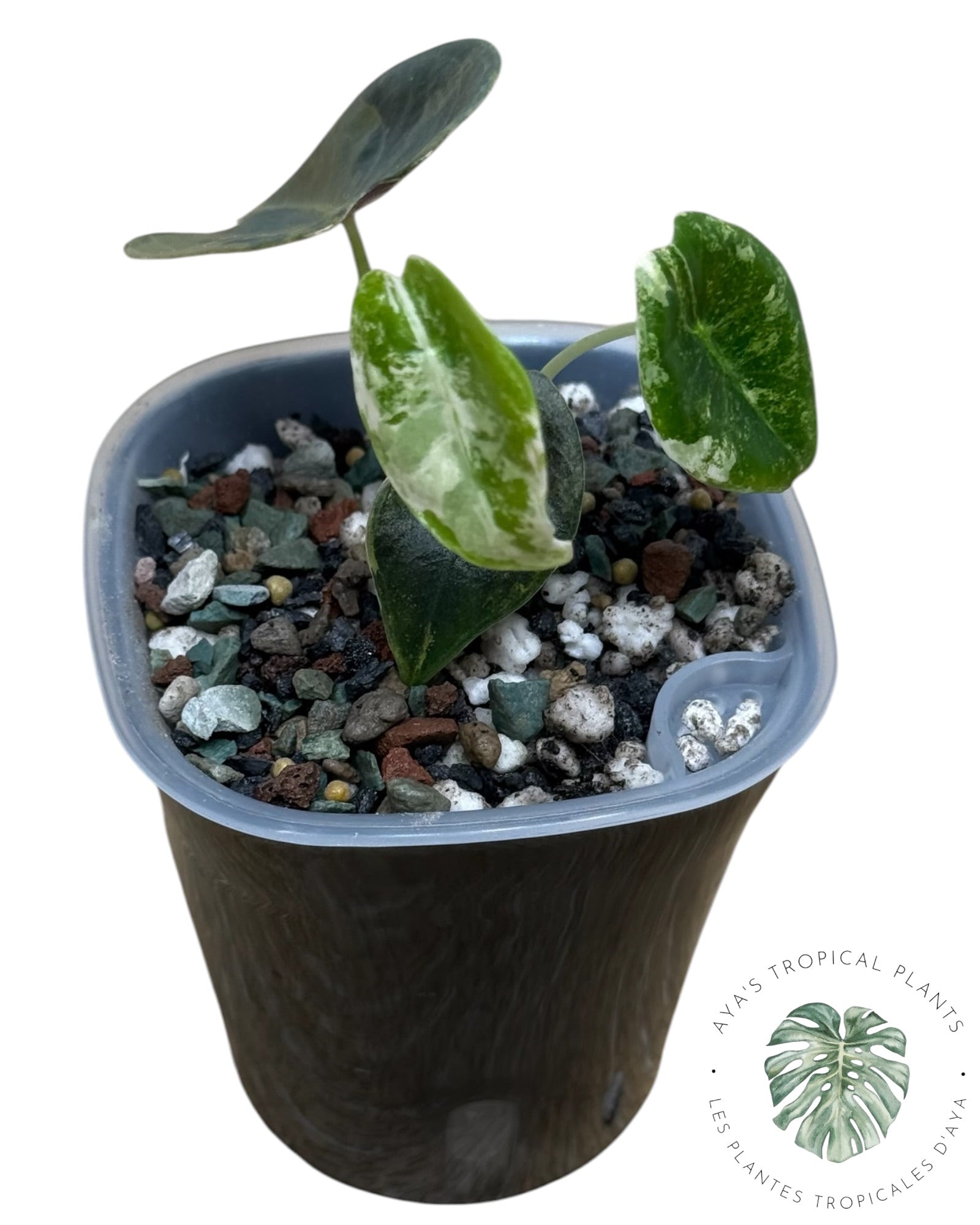 Alocasia Sedenii Aurea Variegated