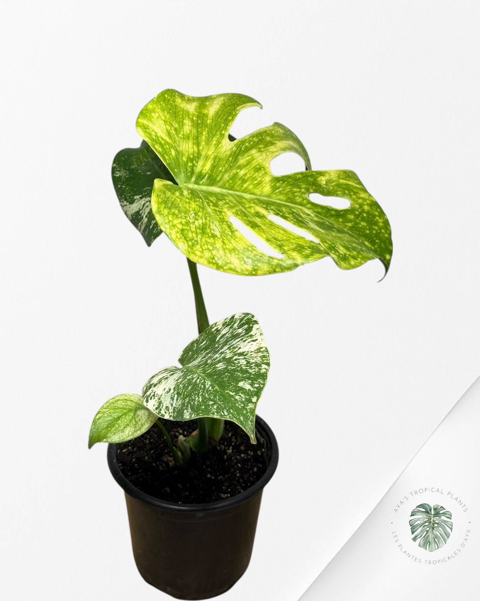 Monstera Menthe - SP12