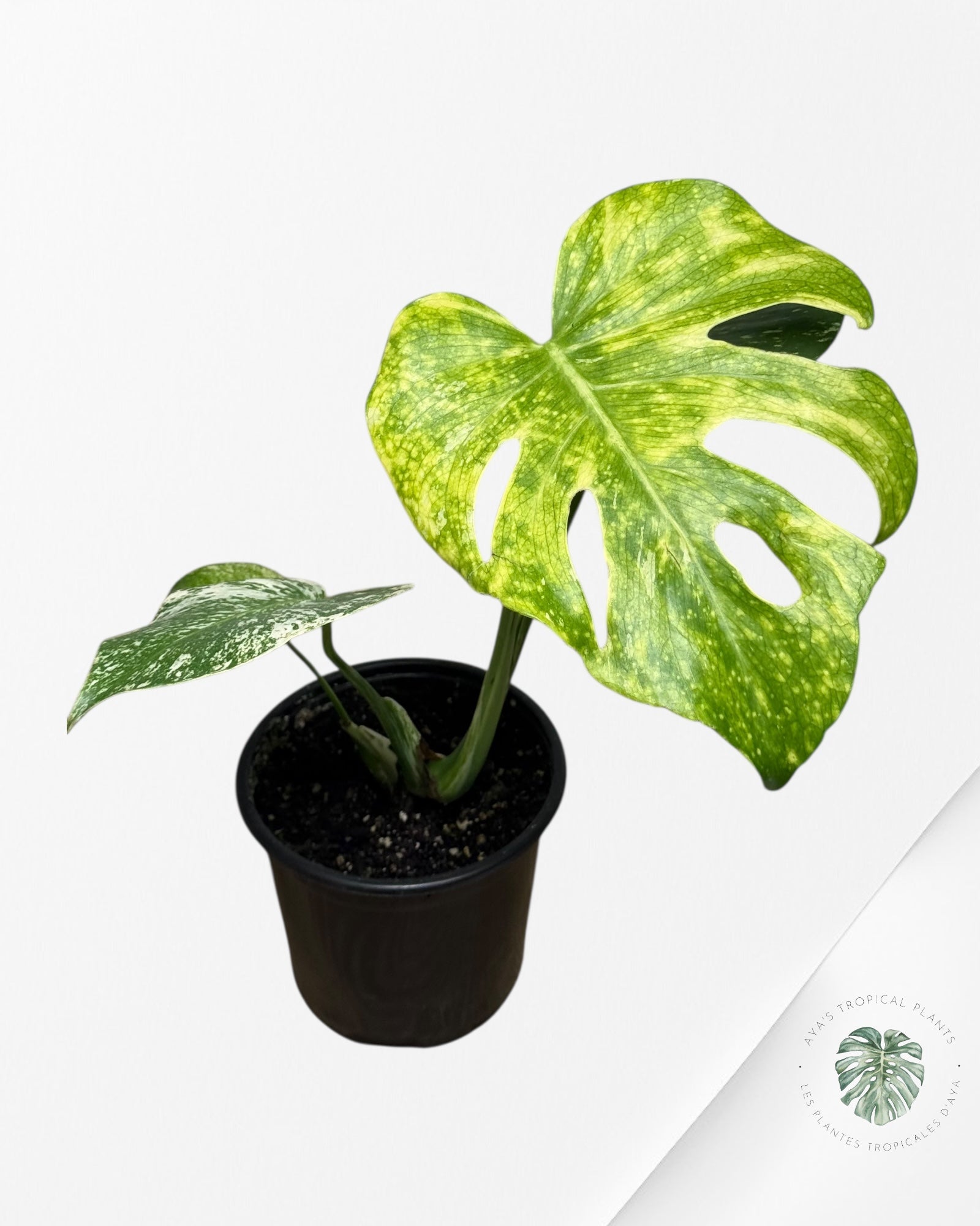 Monstera Menthe - SP12