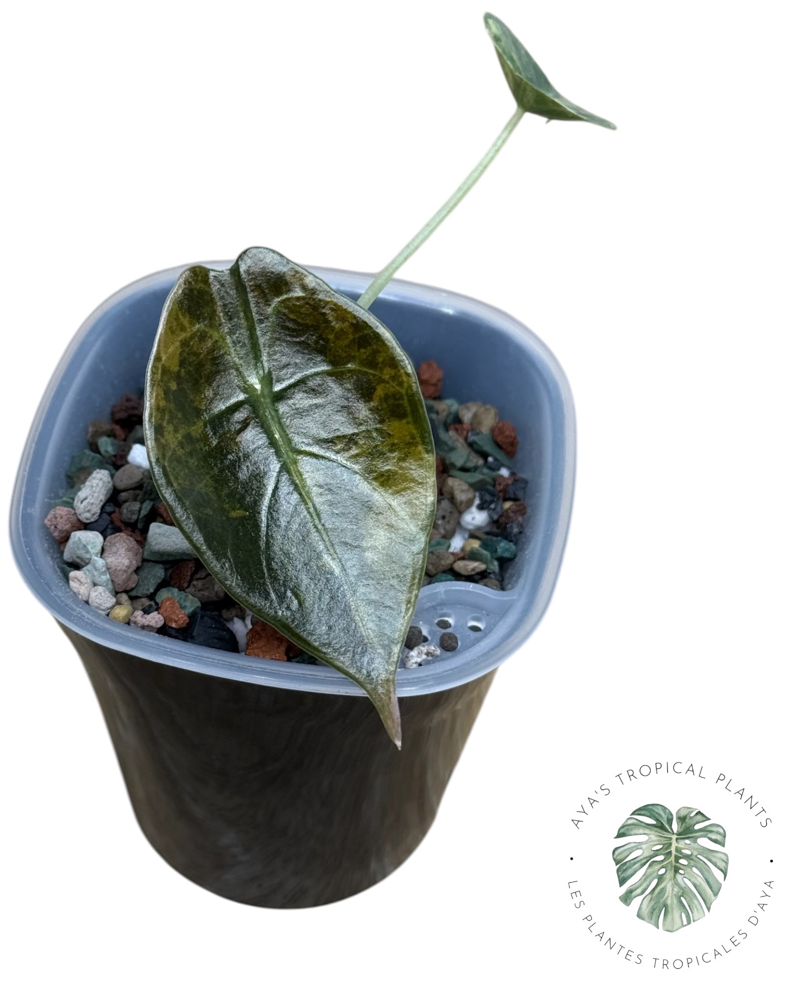 Alocasia Sedenii Aurea Variegated