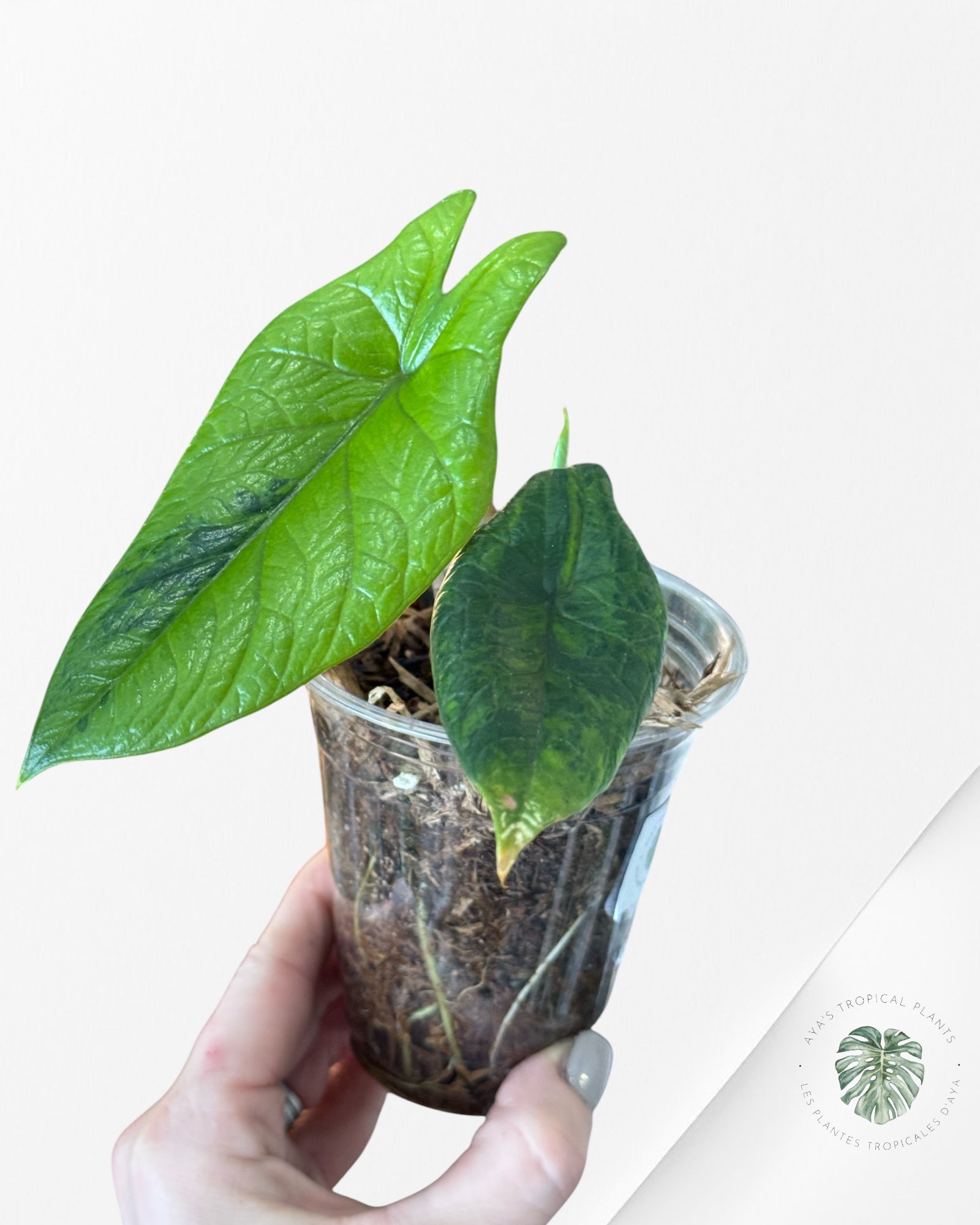 Alocasia scalprum variegated - B