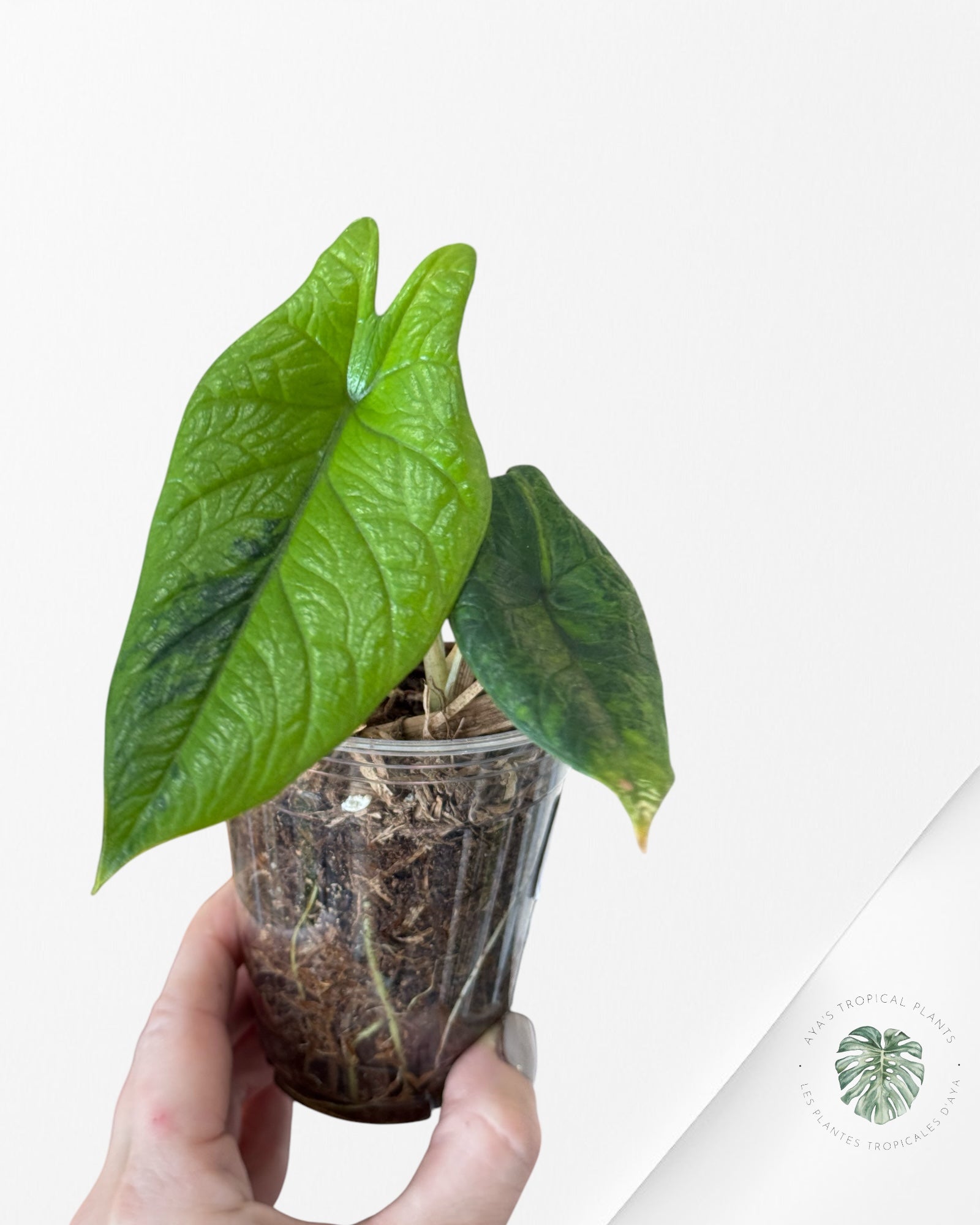 Alocasia scalprum variegated - B