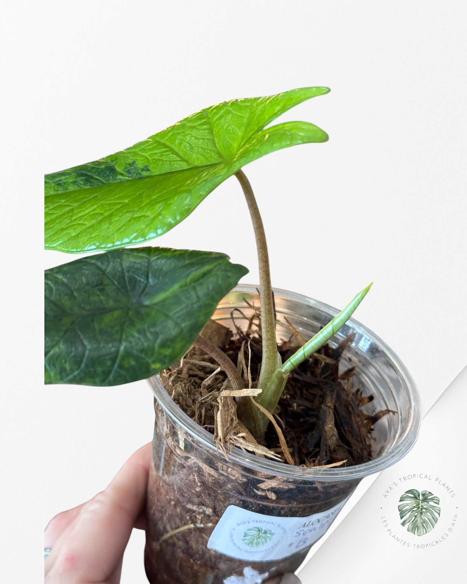 Alocasia scalprum variegated - B