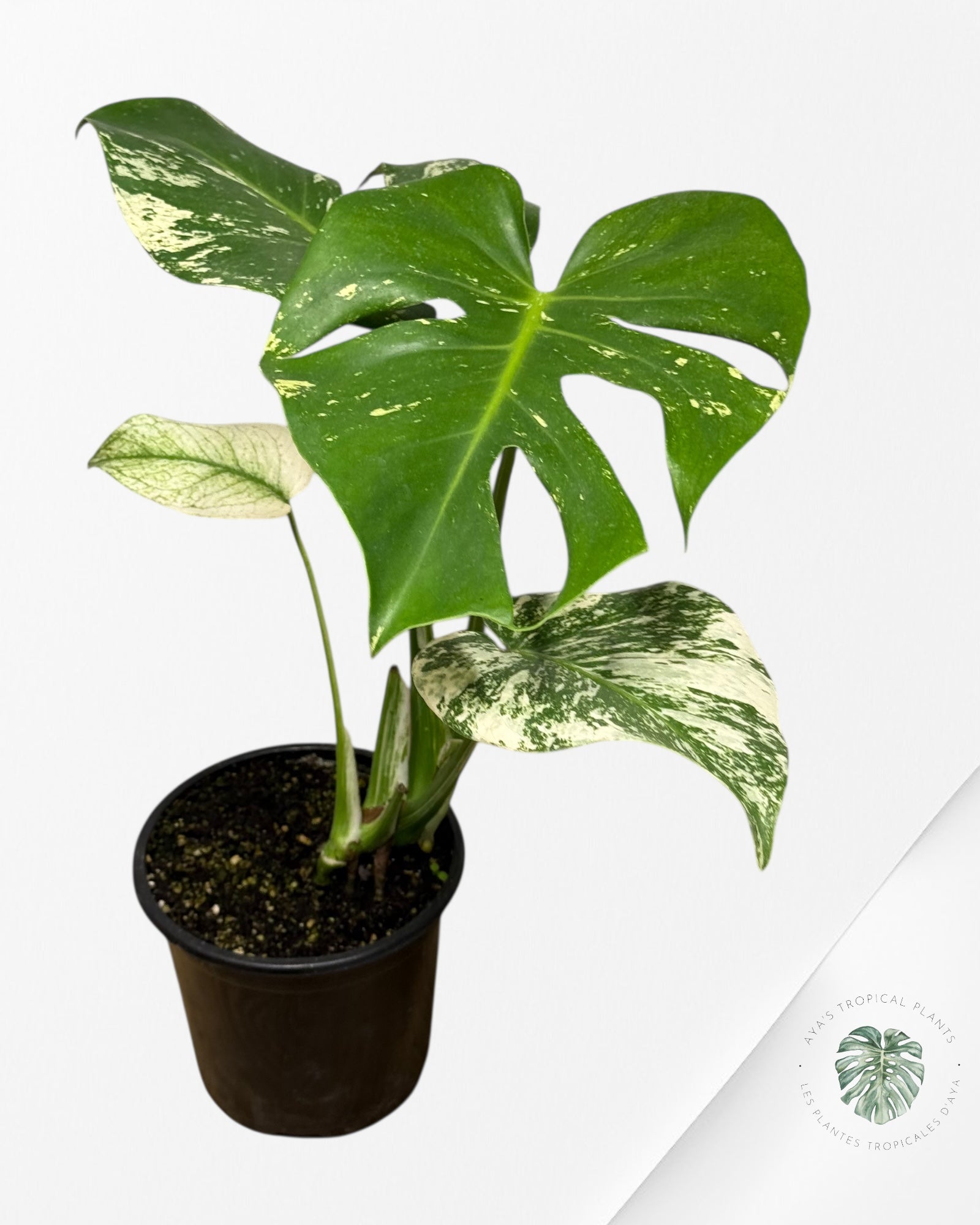 Monstera Menthe - SP15