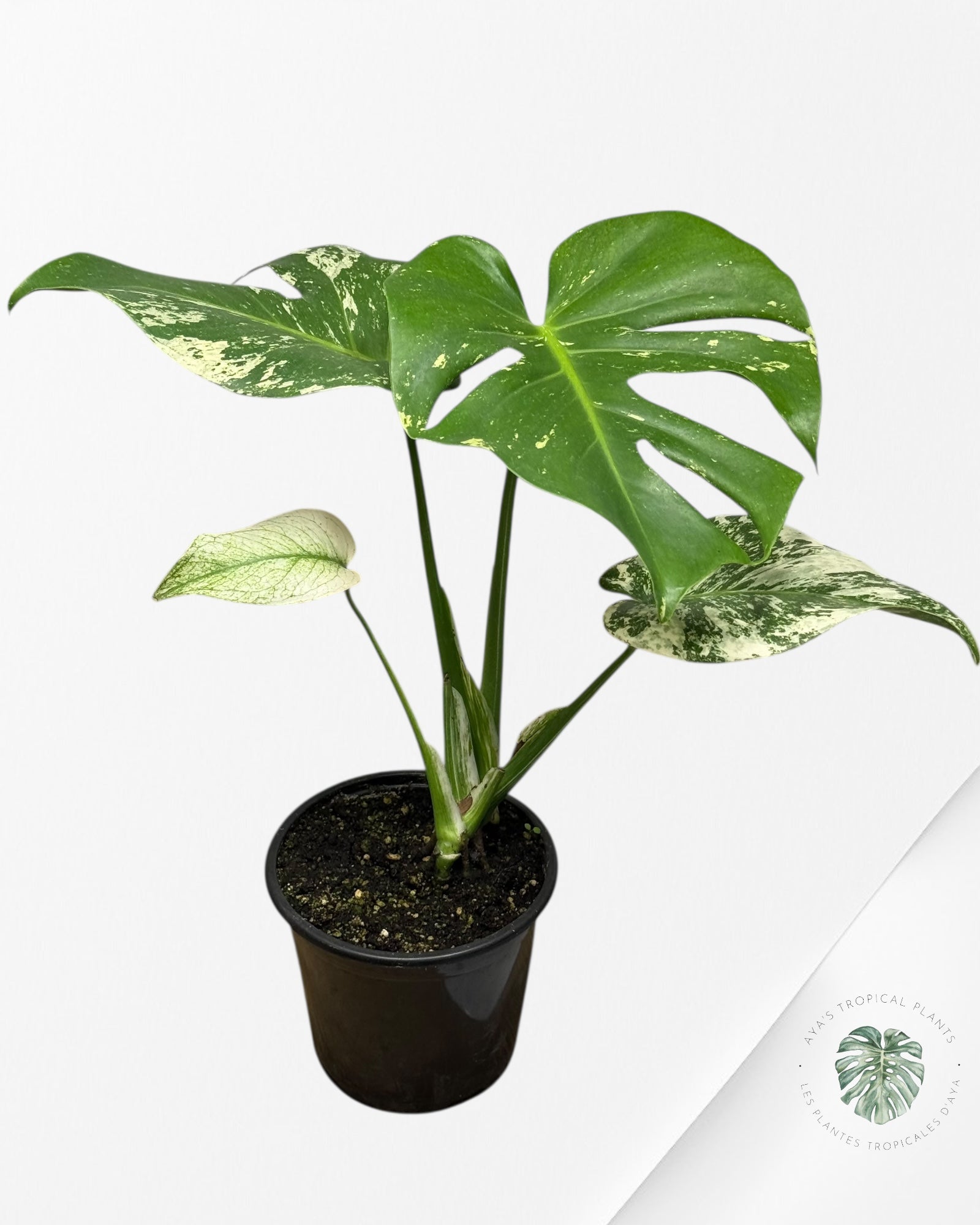 Monstera Menthe - SP15