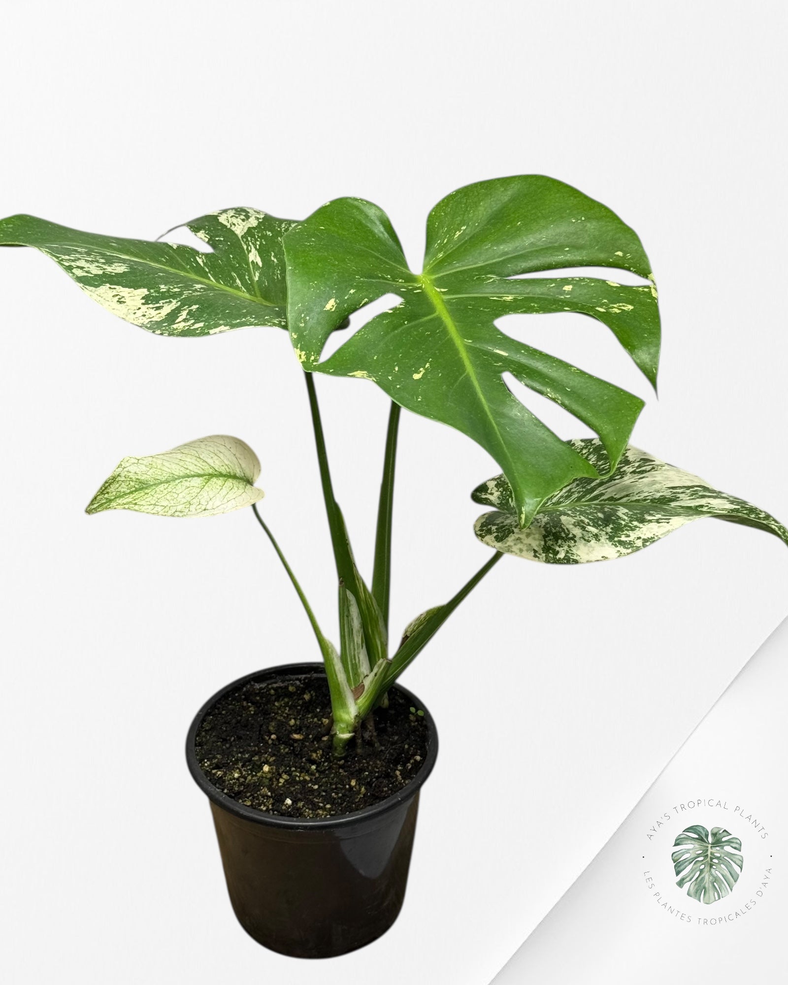 Monstera Menthe - SP15