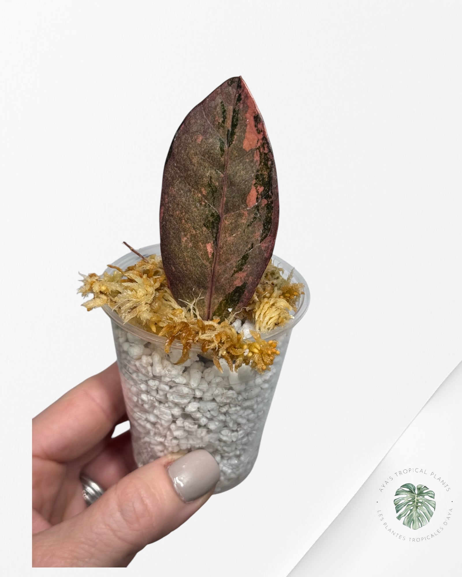 Zamioculcas Raven ZZ Rose Panaché - S1