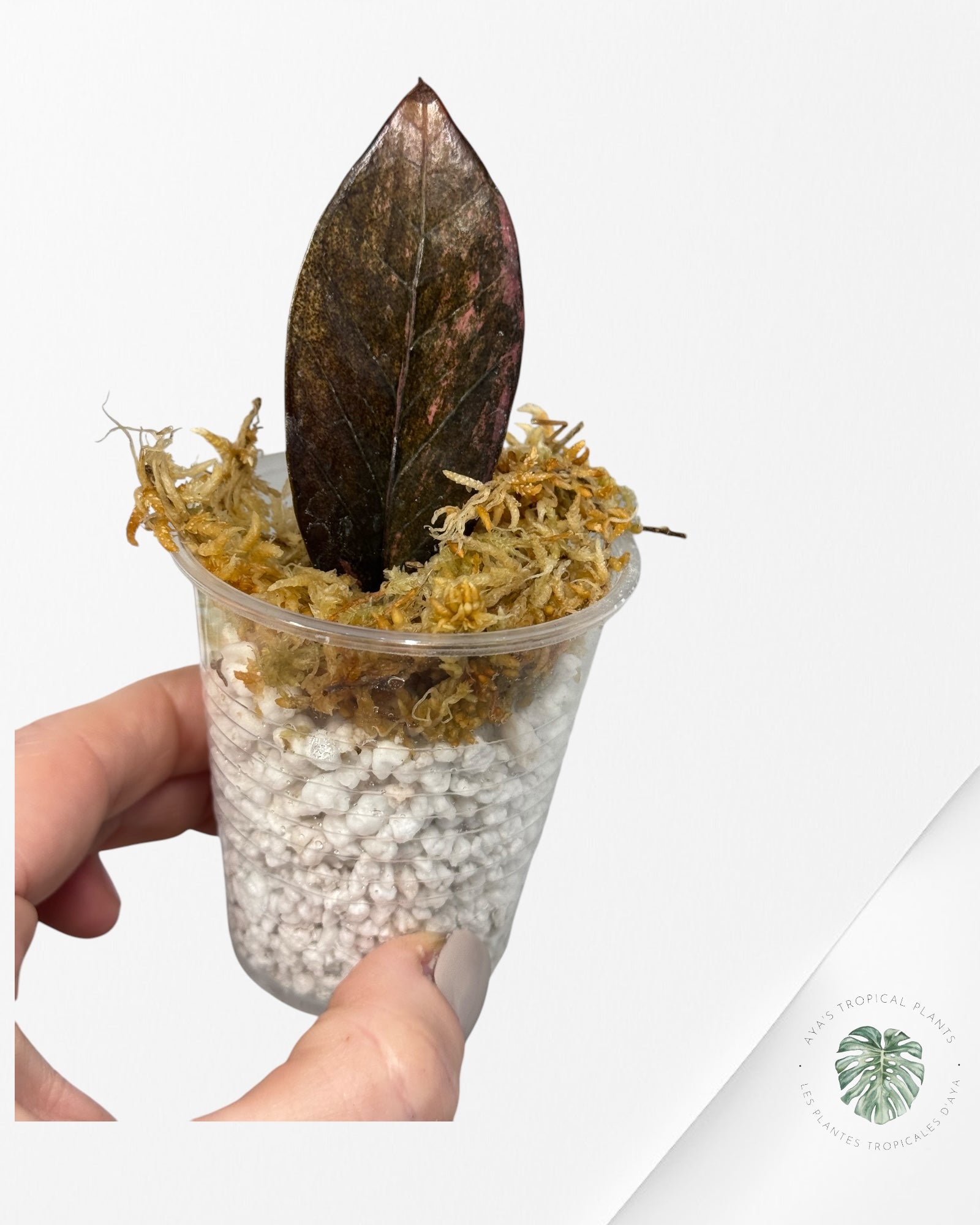 Zamioculcas Raven ZZ Rose Panaché - S