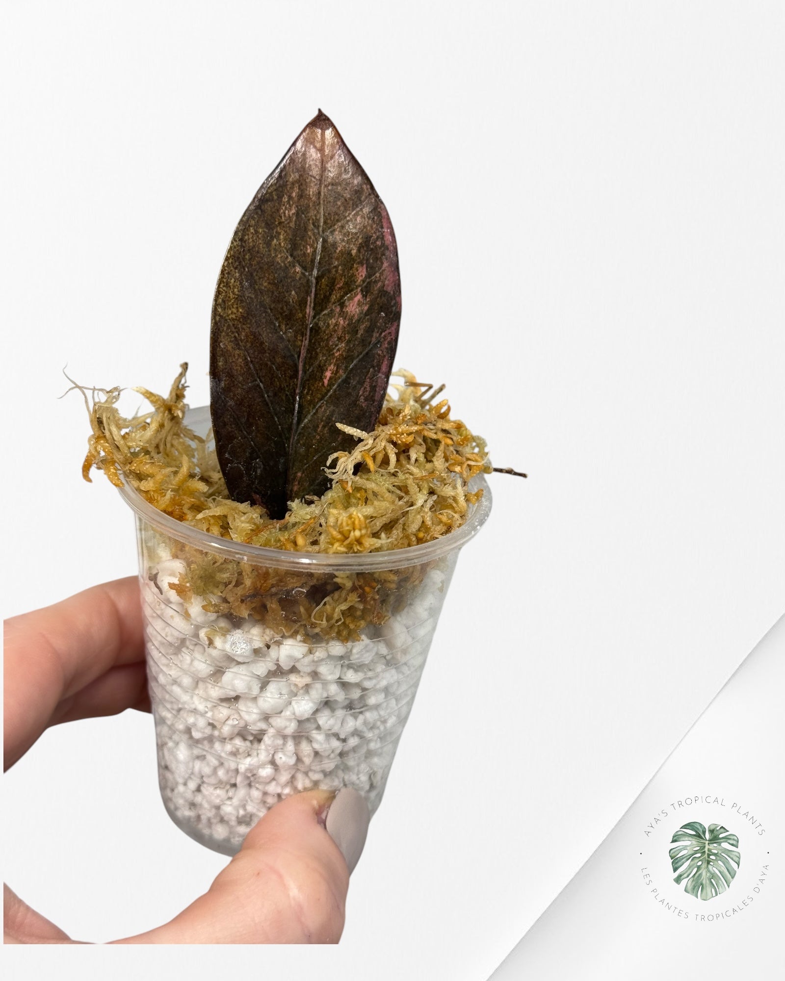 Zamioculcas Raven ZZ Rose Panaché - S