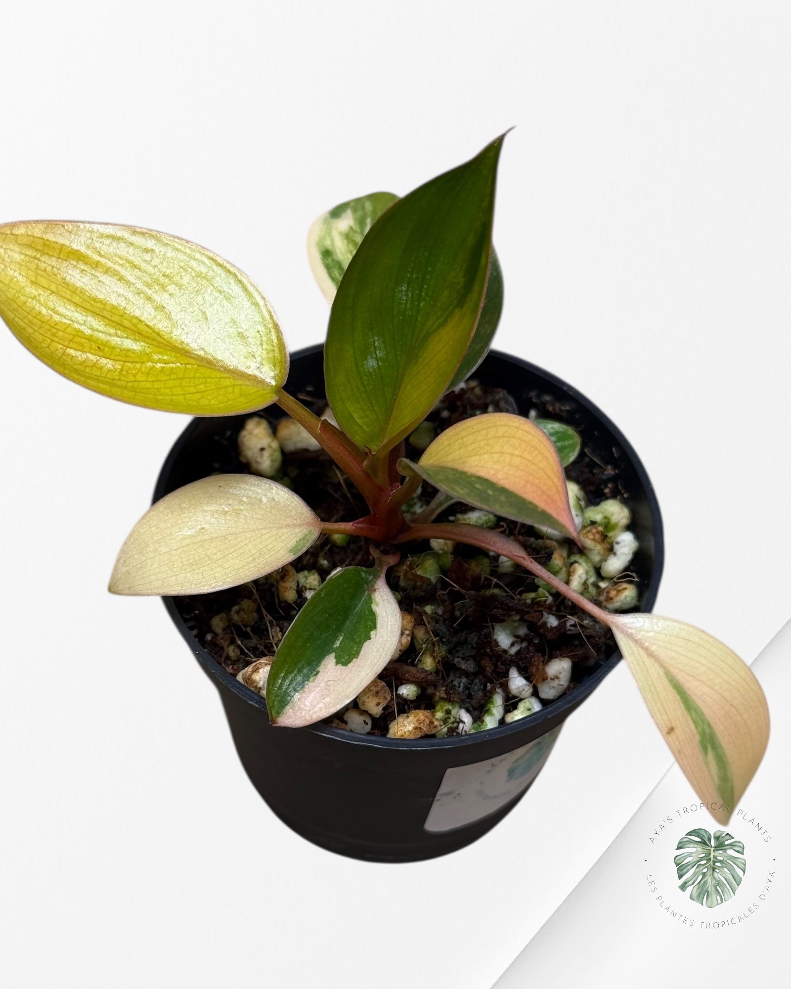 Philodendron Rouge Congo Variegata-BB