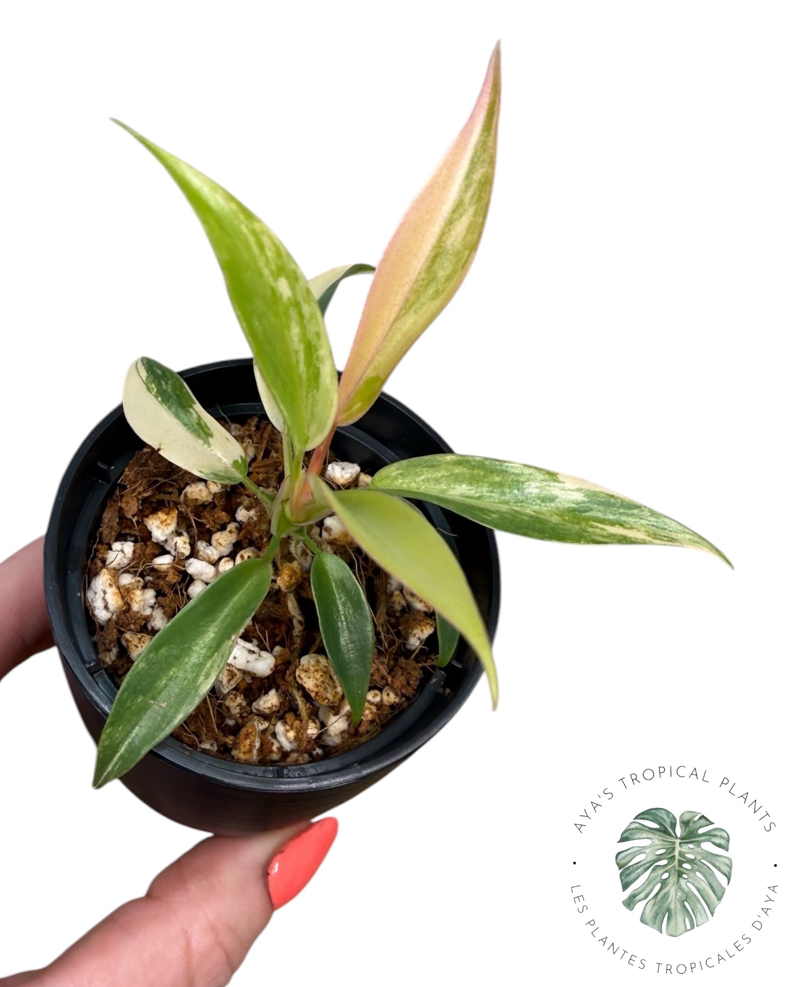 Philodendron Florida BeautTortum