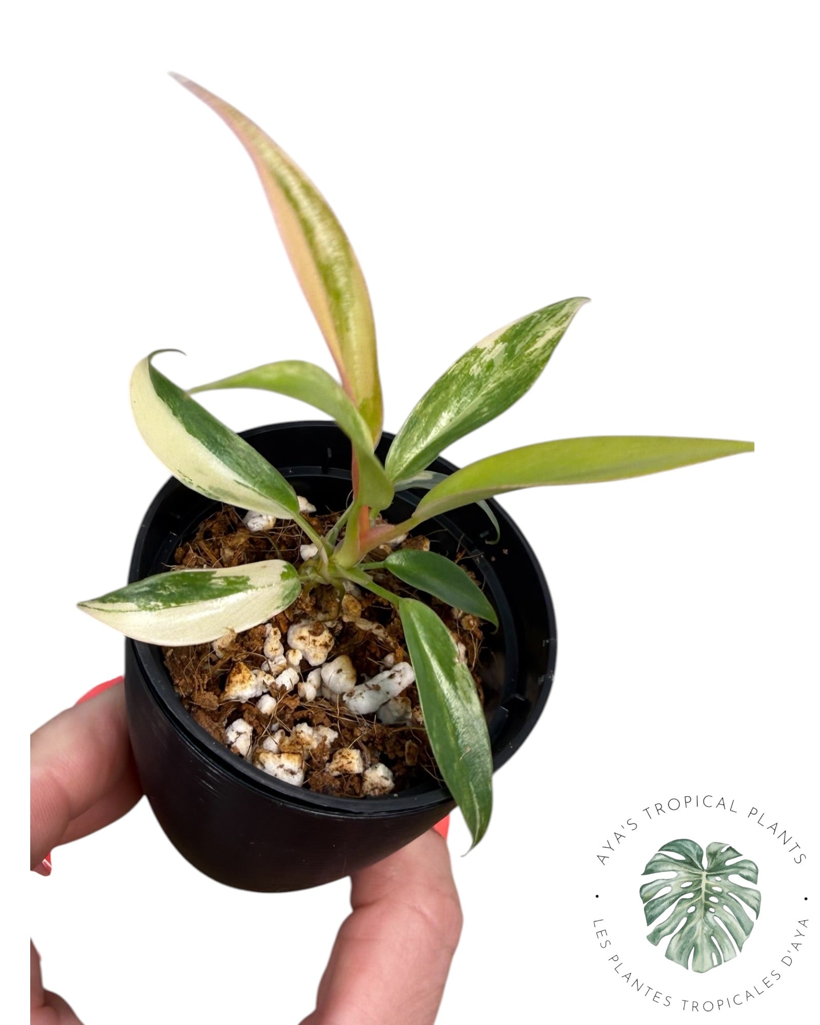 Philodendron Florida BeautTortum