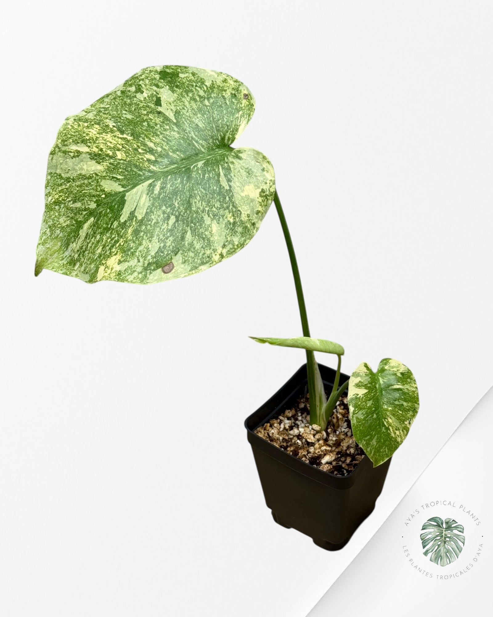 Monstera Legacy - 282