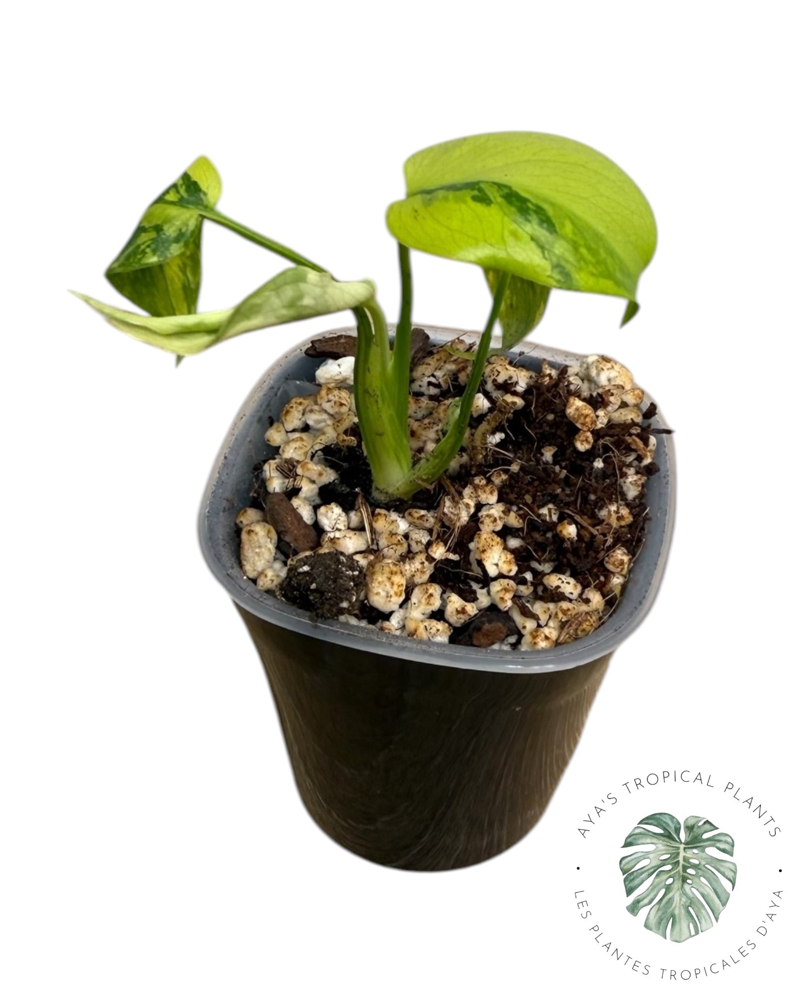 Monstera Deliciosa Electrolyte KING