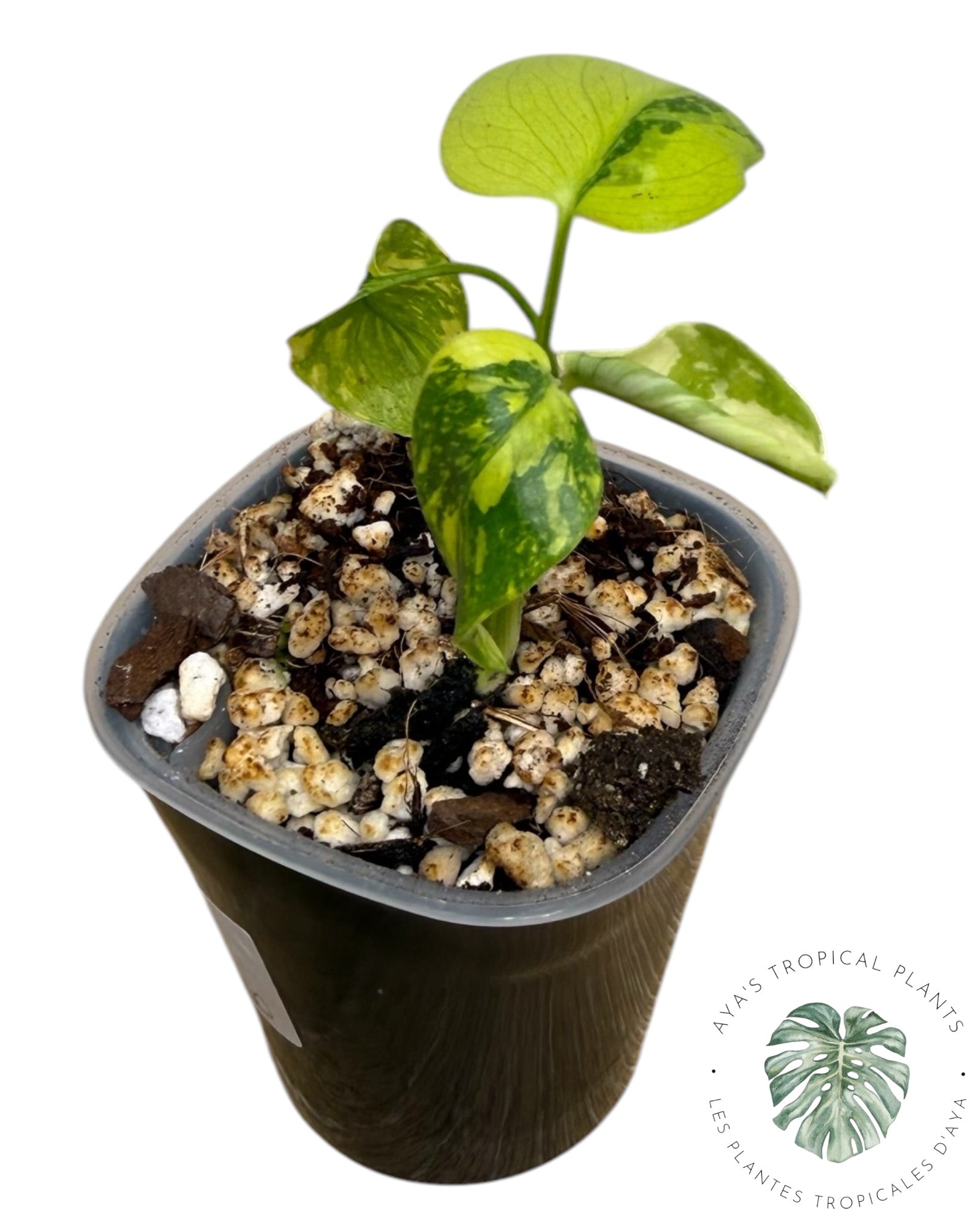 Monstera Deliciosa Electrolyte KING