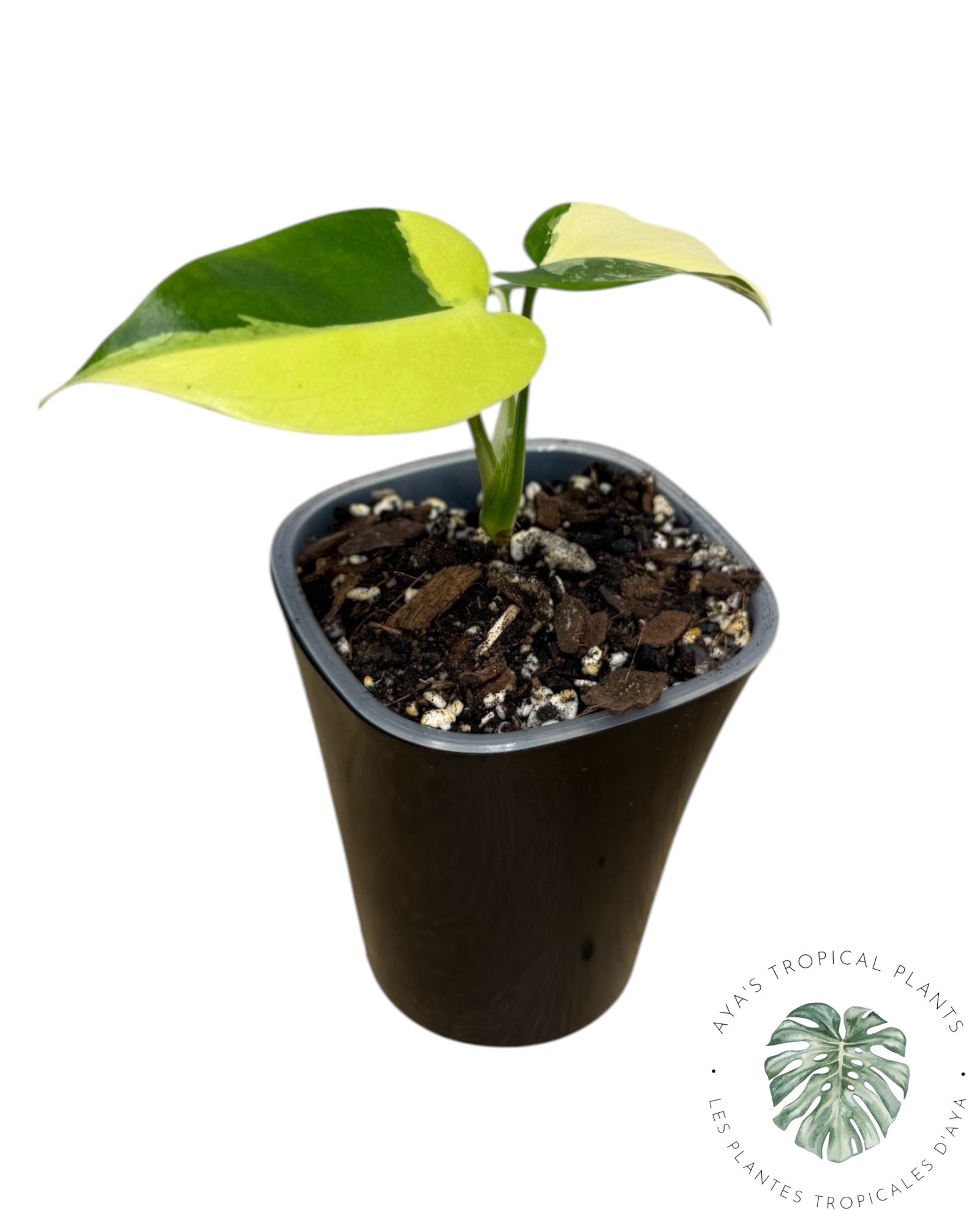 Monstera Deliciosa Pom Pom’