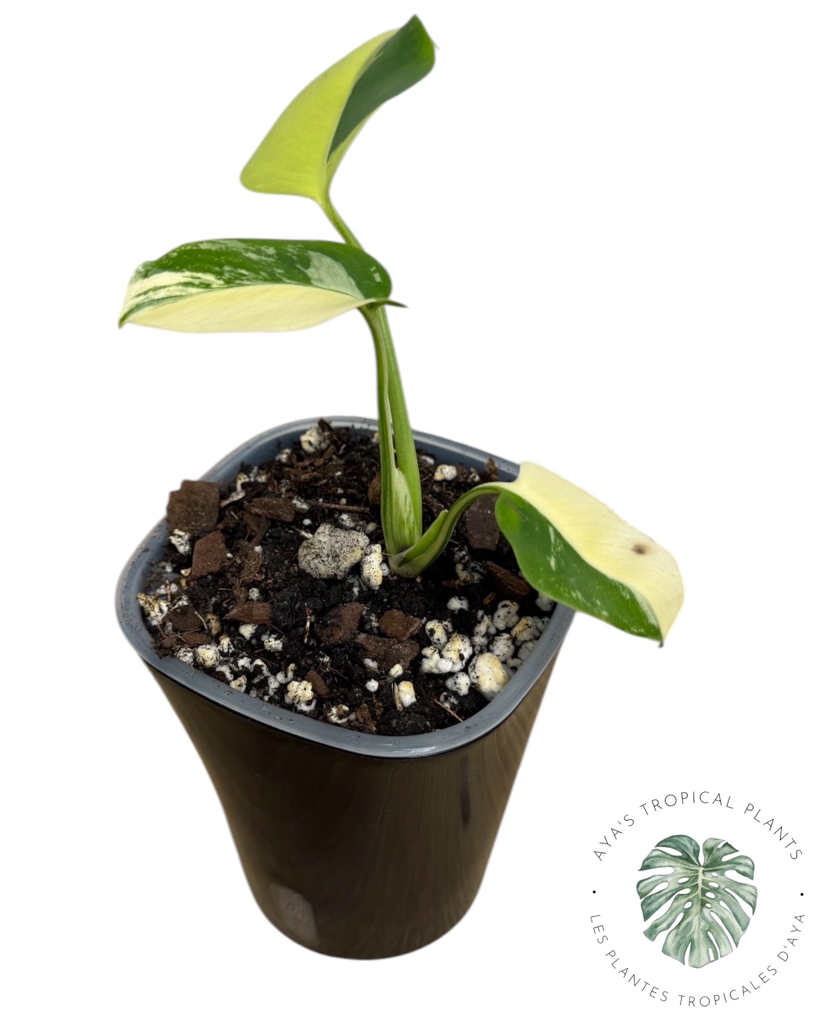 Monstera Deliciosa Pom Pom’