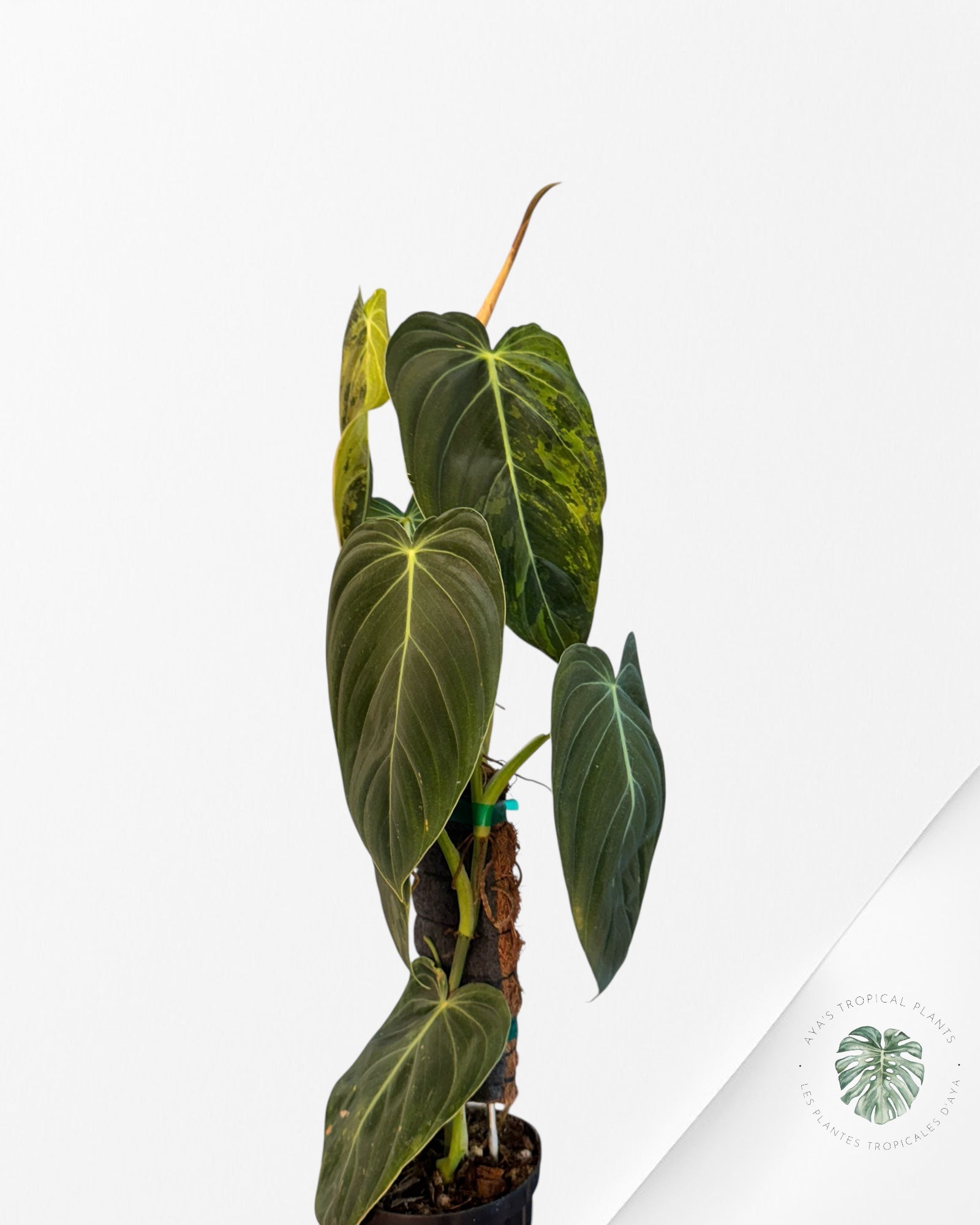 Philodendron melanocrysum panaché - XXL F3