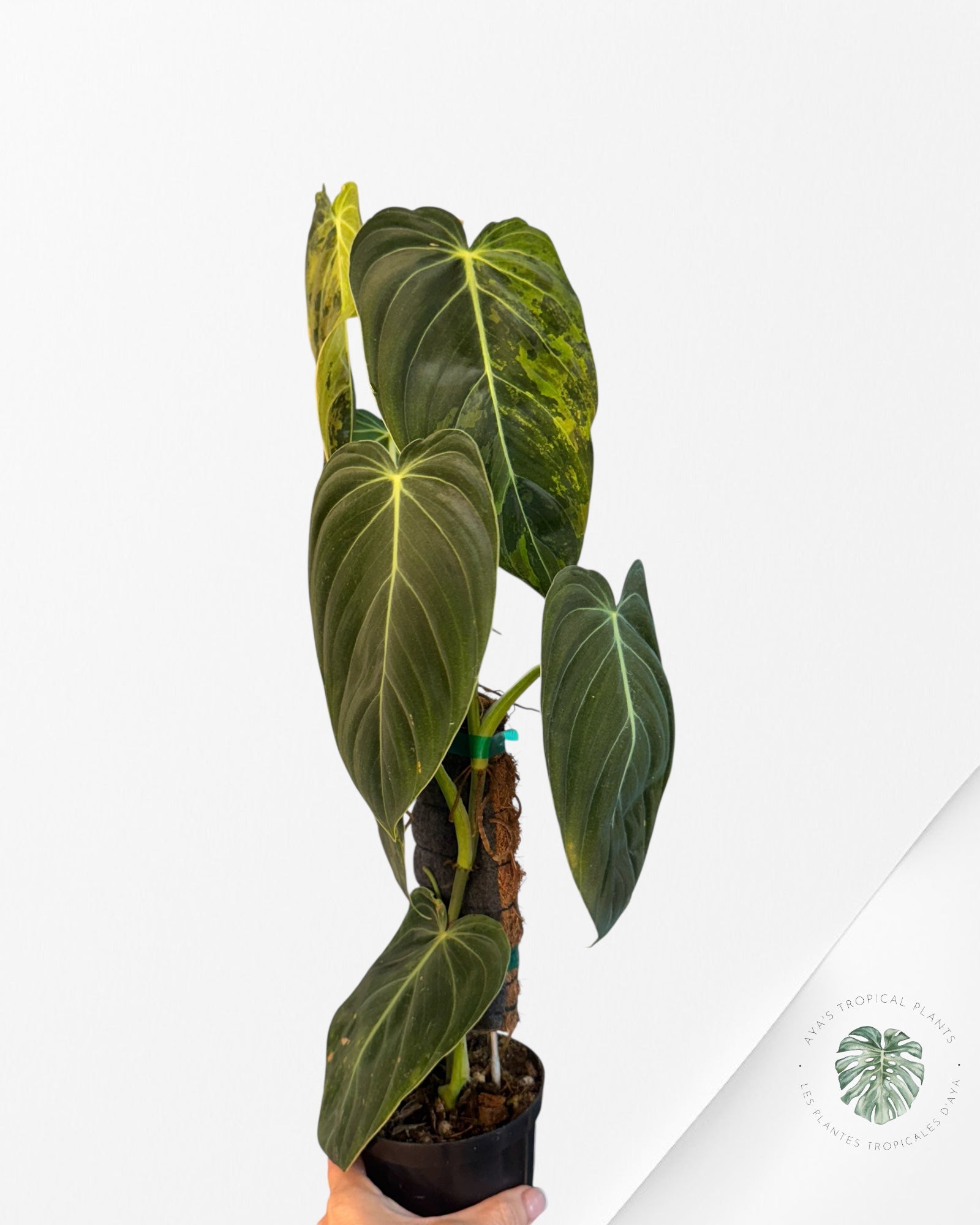 Philodendron melanocrysum panaché - XXL F3