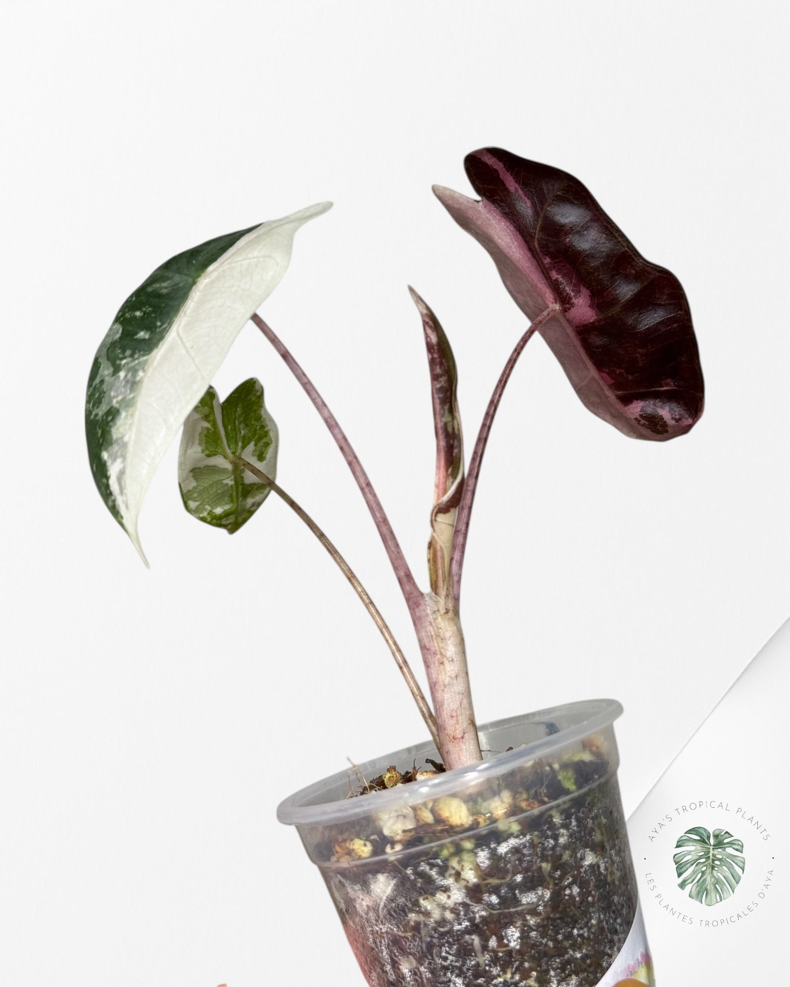 Alocasia Pseudo Sanderiana Albo/Rose - 49