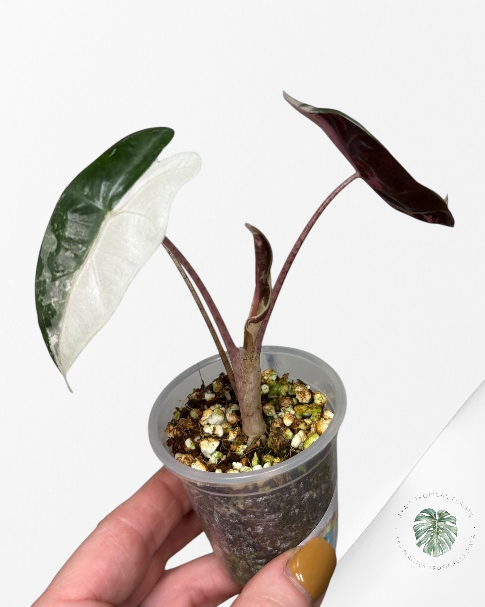 Alocasia Pseudo Sanderiana Albo/Rose - 49