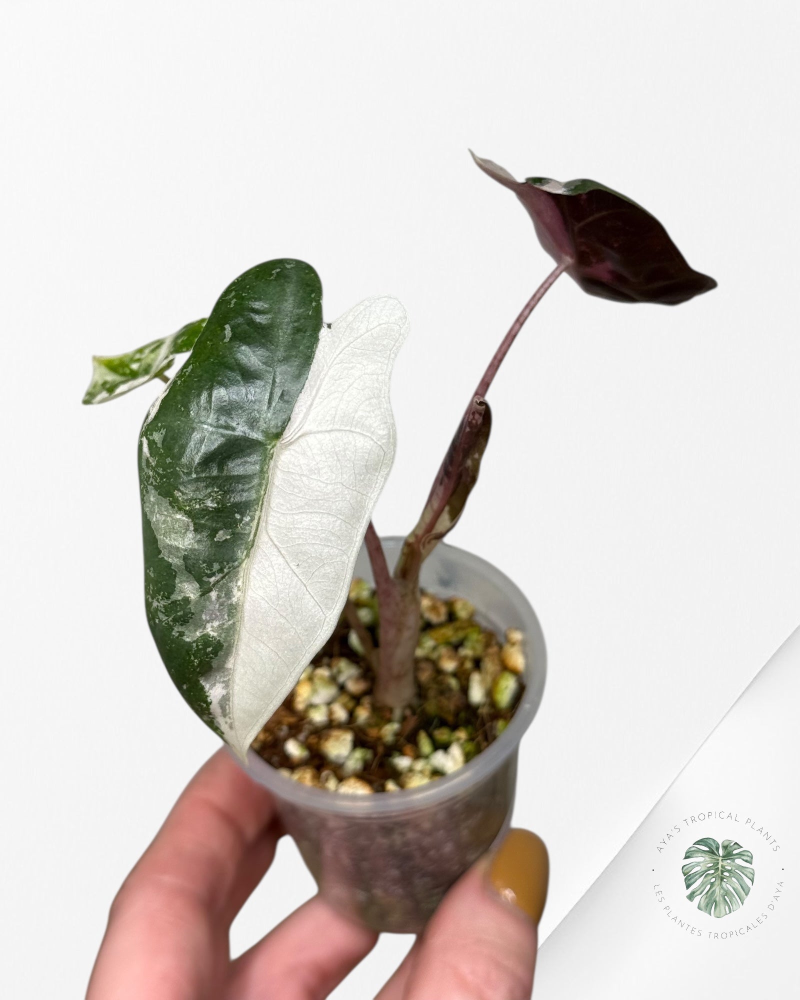 Alocasia Pseudo Sanderiana Albo/Rose - 49
