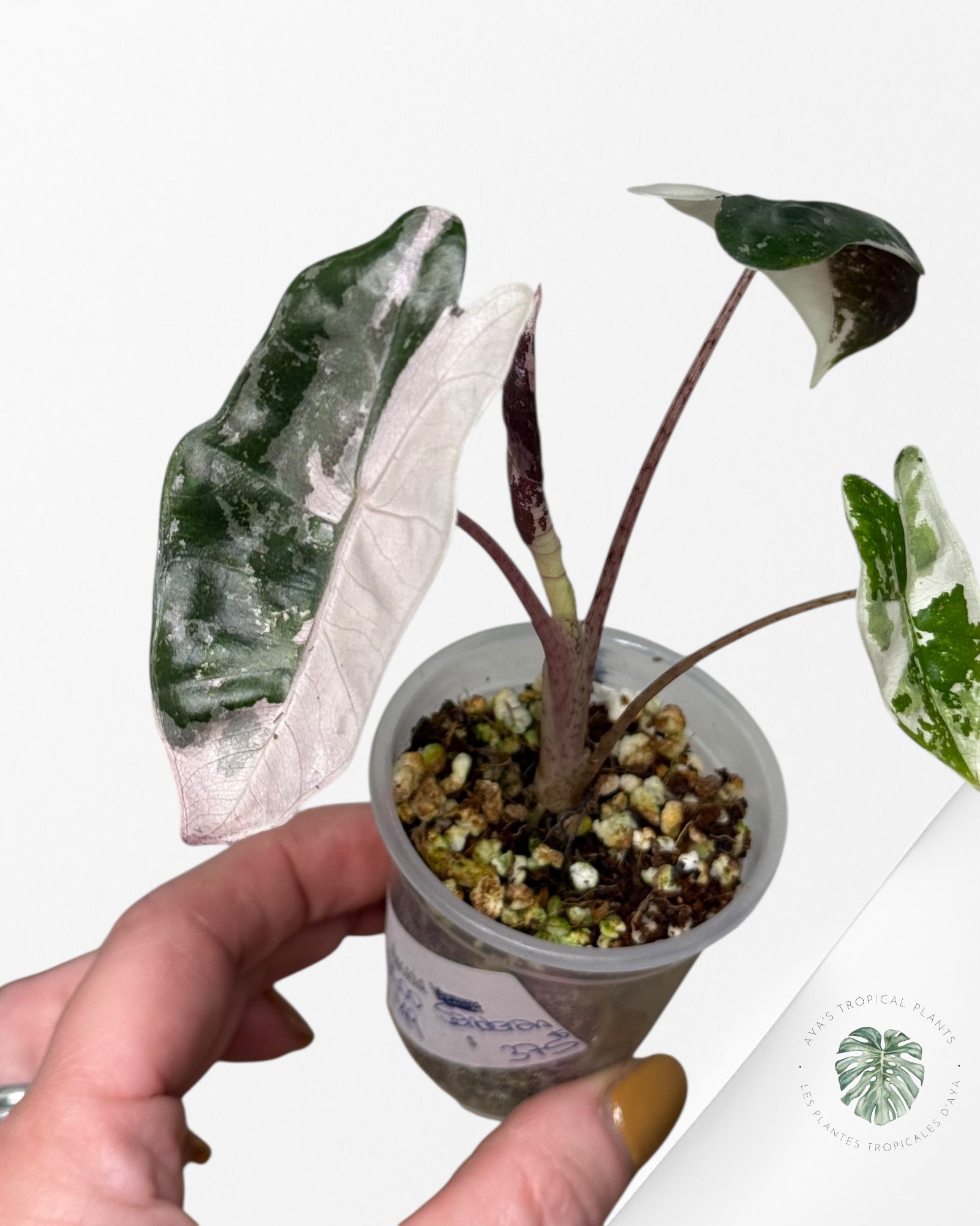 Alocasia Pseudo Sanderiana Albo/Rose - 49