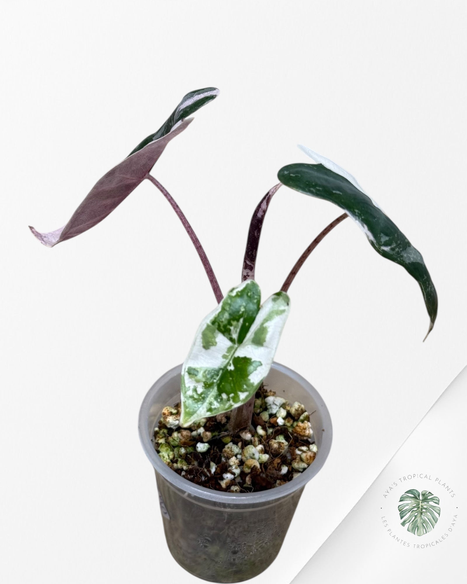 Alocasia Pseudo Sanderiana Albo/Rose - 49