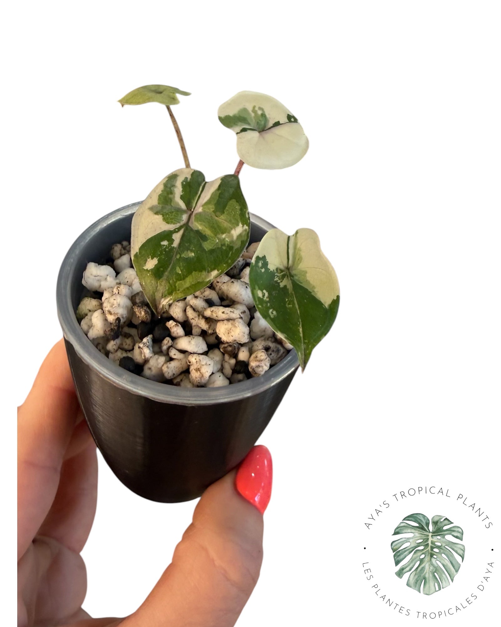 Alocasia Yucatan Princess Variegated