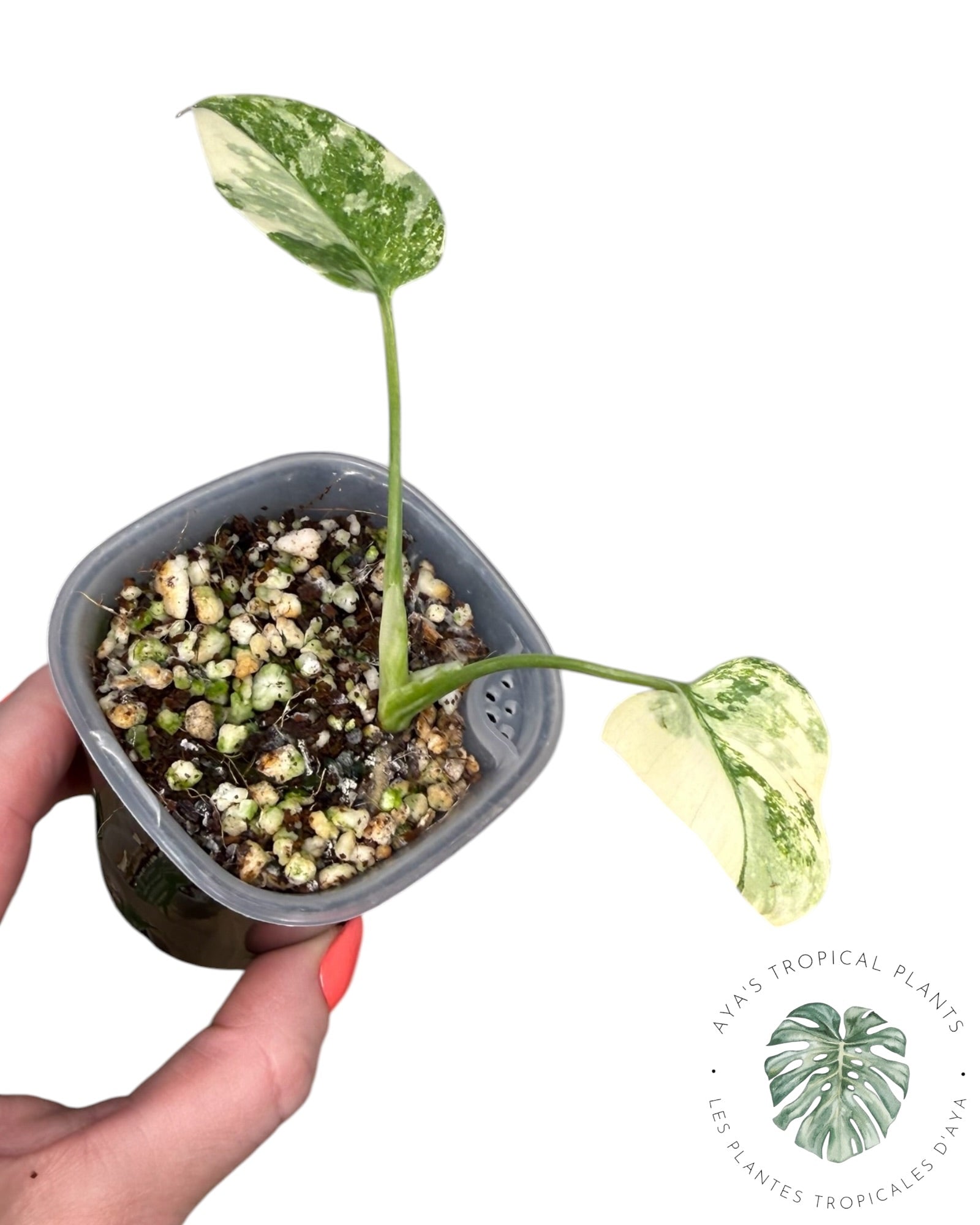 Monstera Thai Platinum