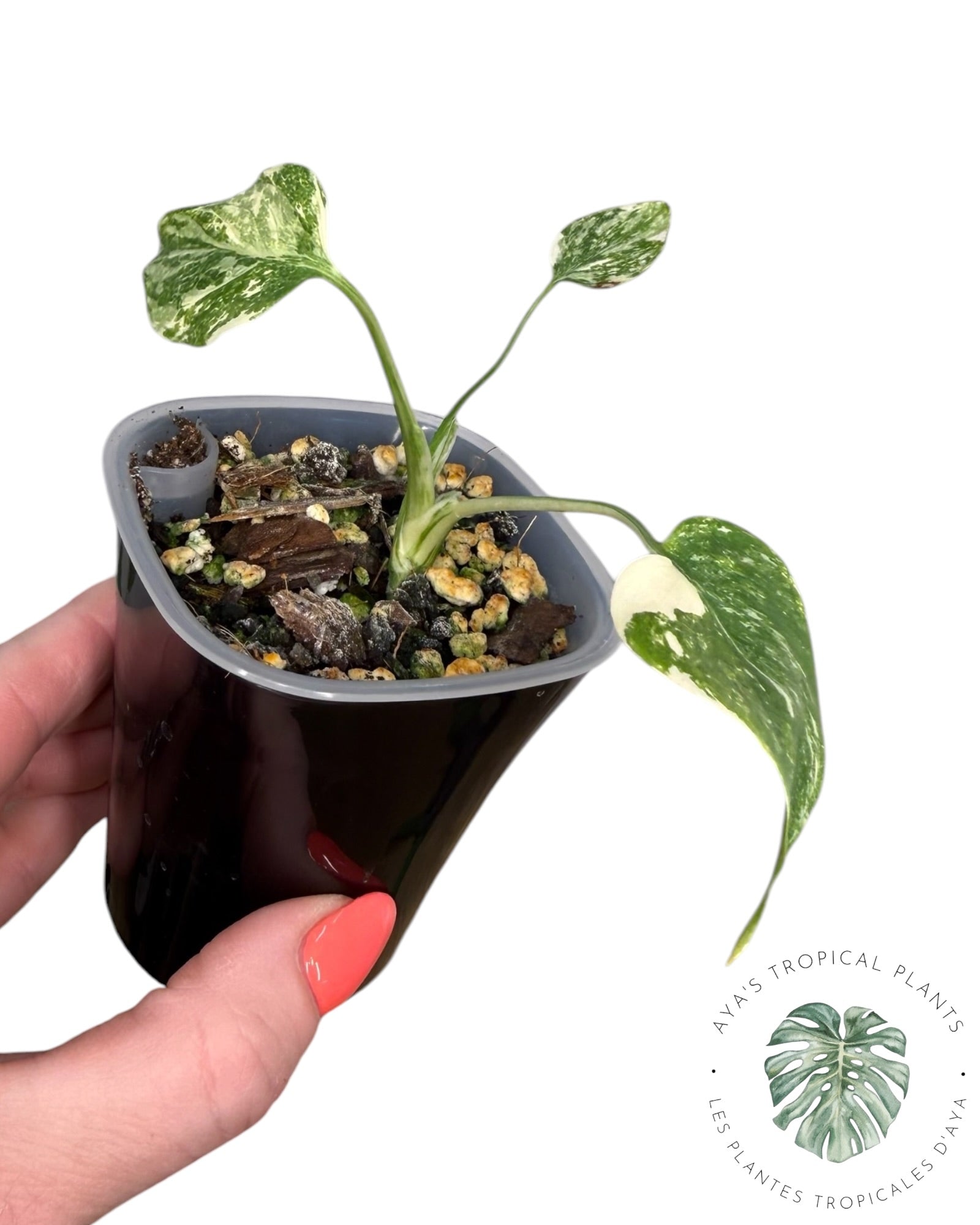 Monstera Thai Platinum