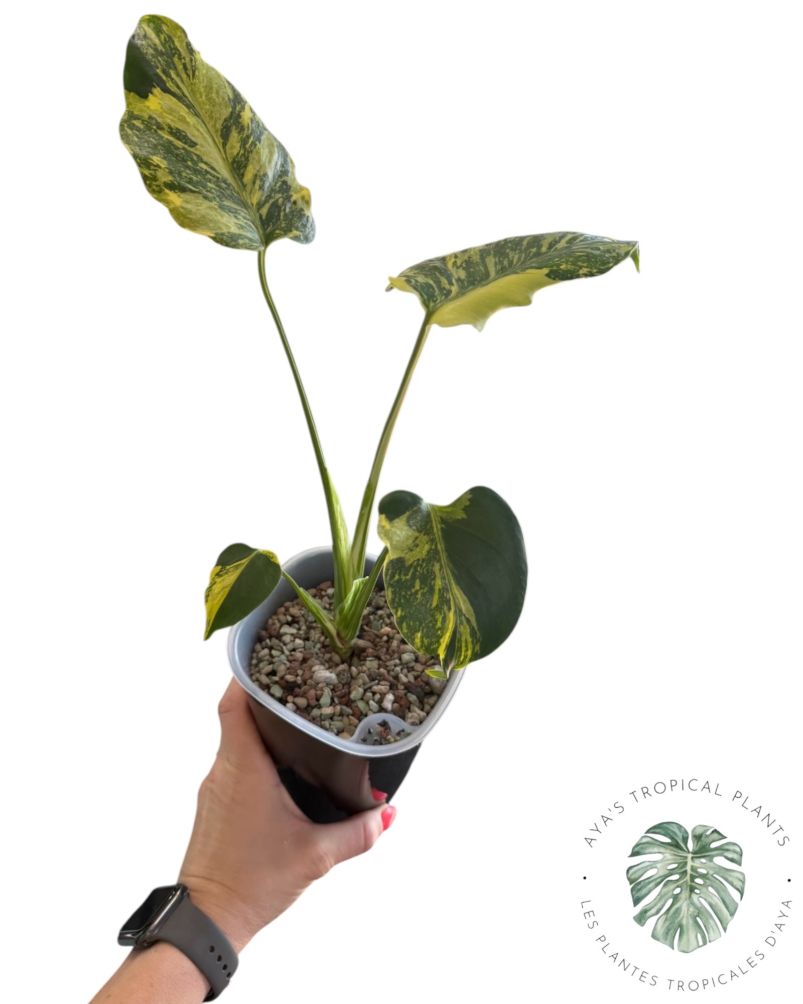 Électrolyte Monstera Deliciosa