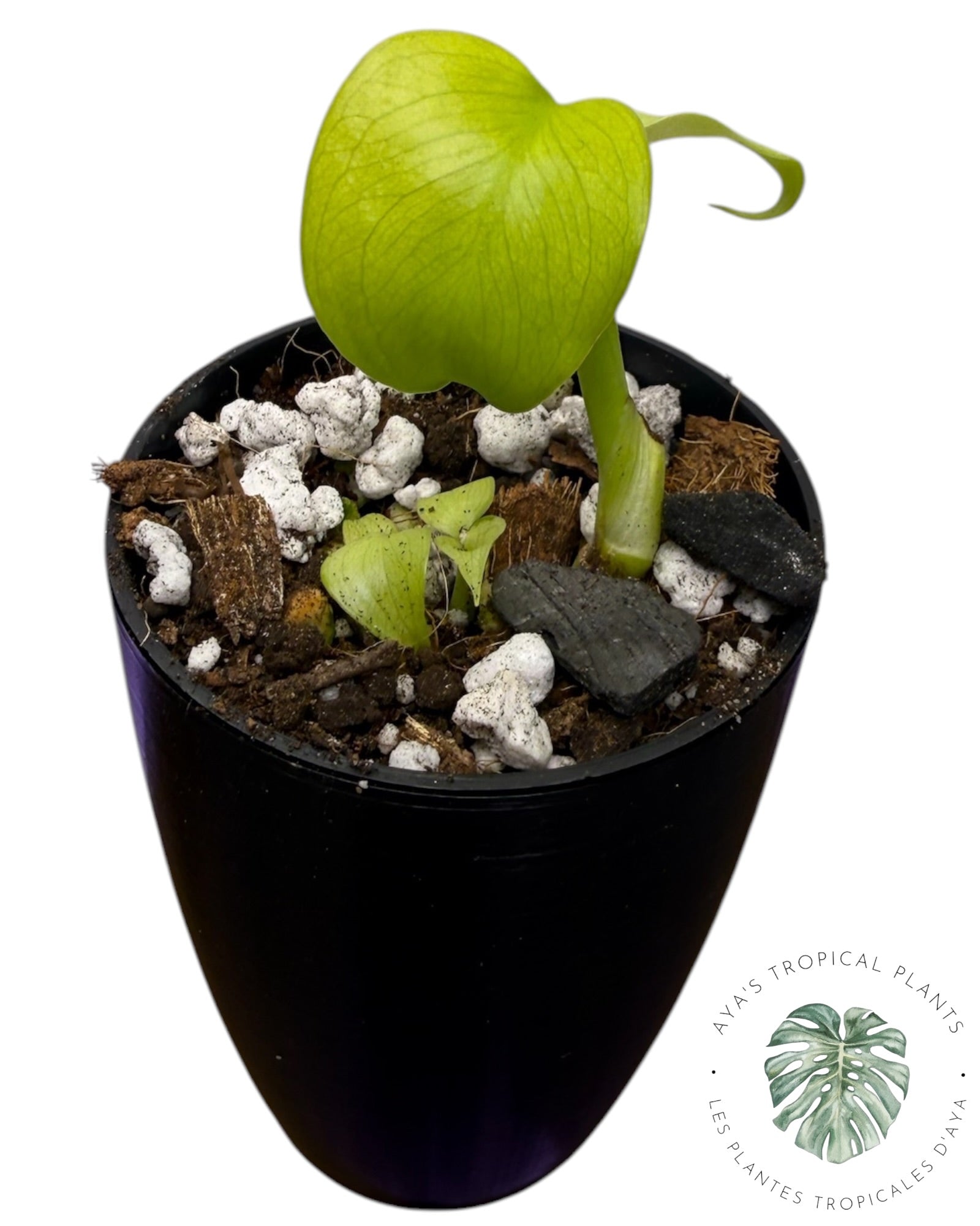 Monstera ‘Lemon Lime’